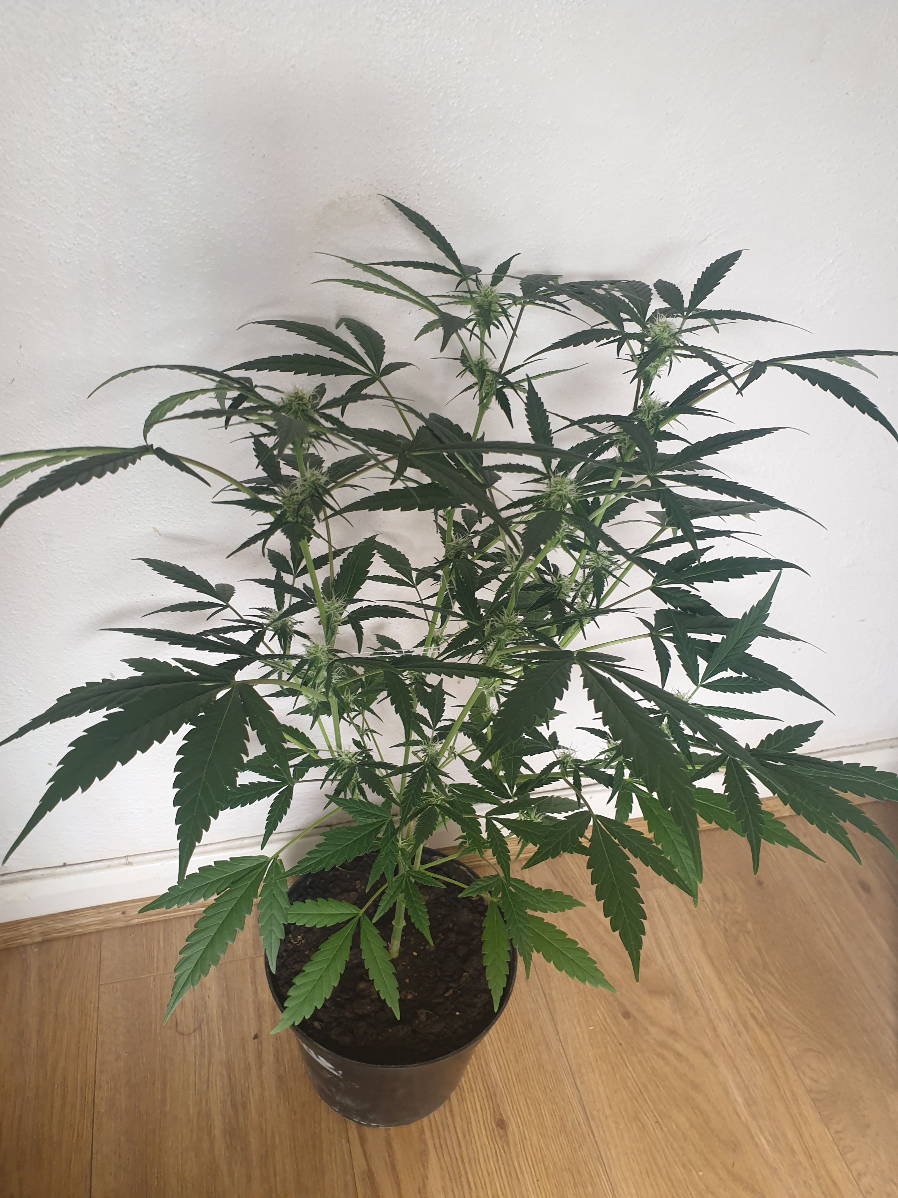 OG Cheese 1 2024 growlog photo 27