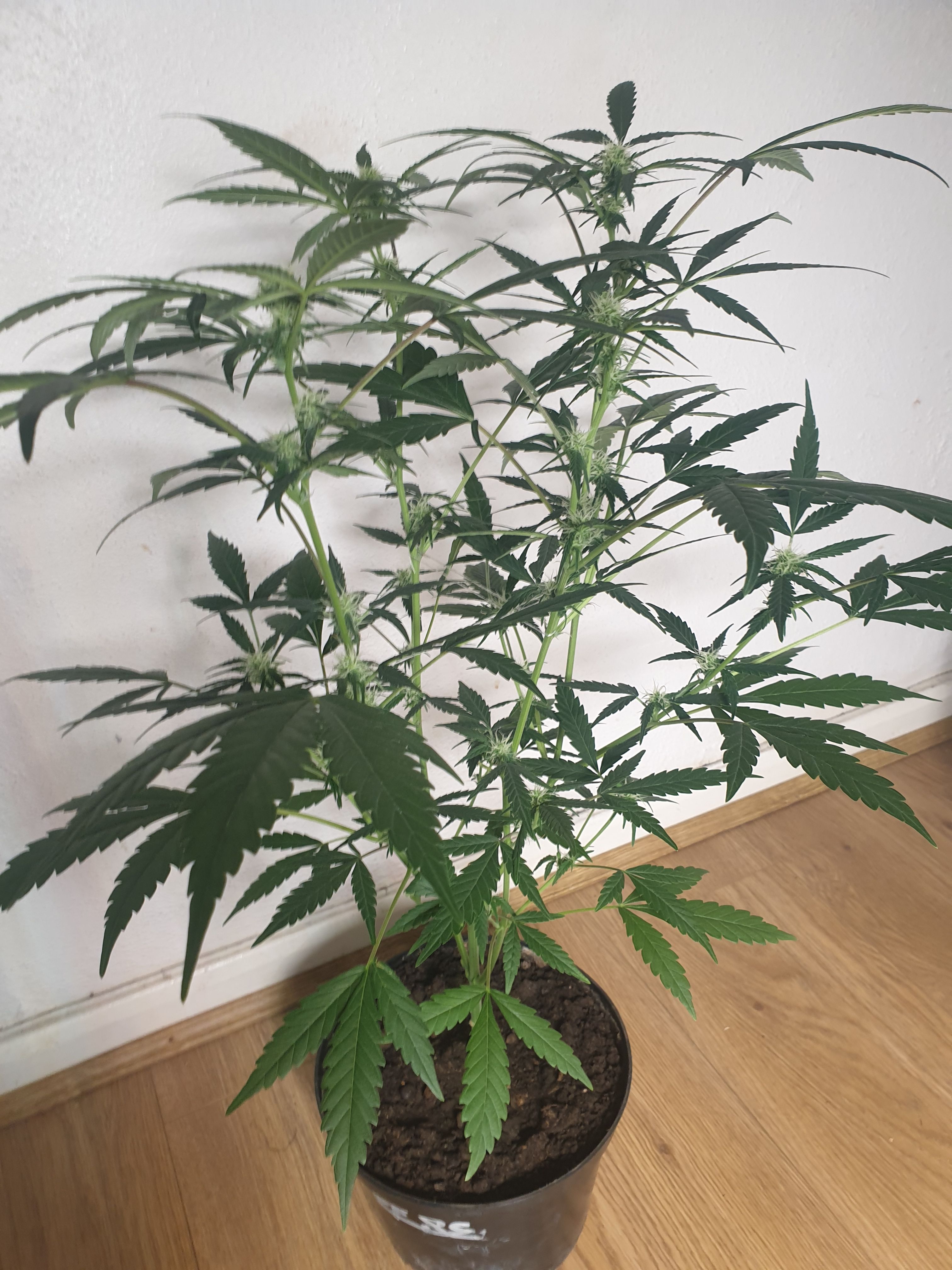 OG Cheese 1 2024 growlog photo 28