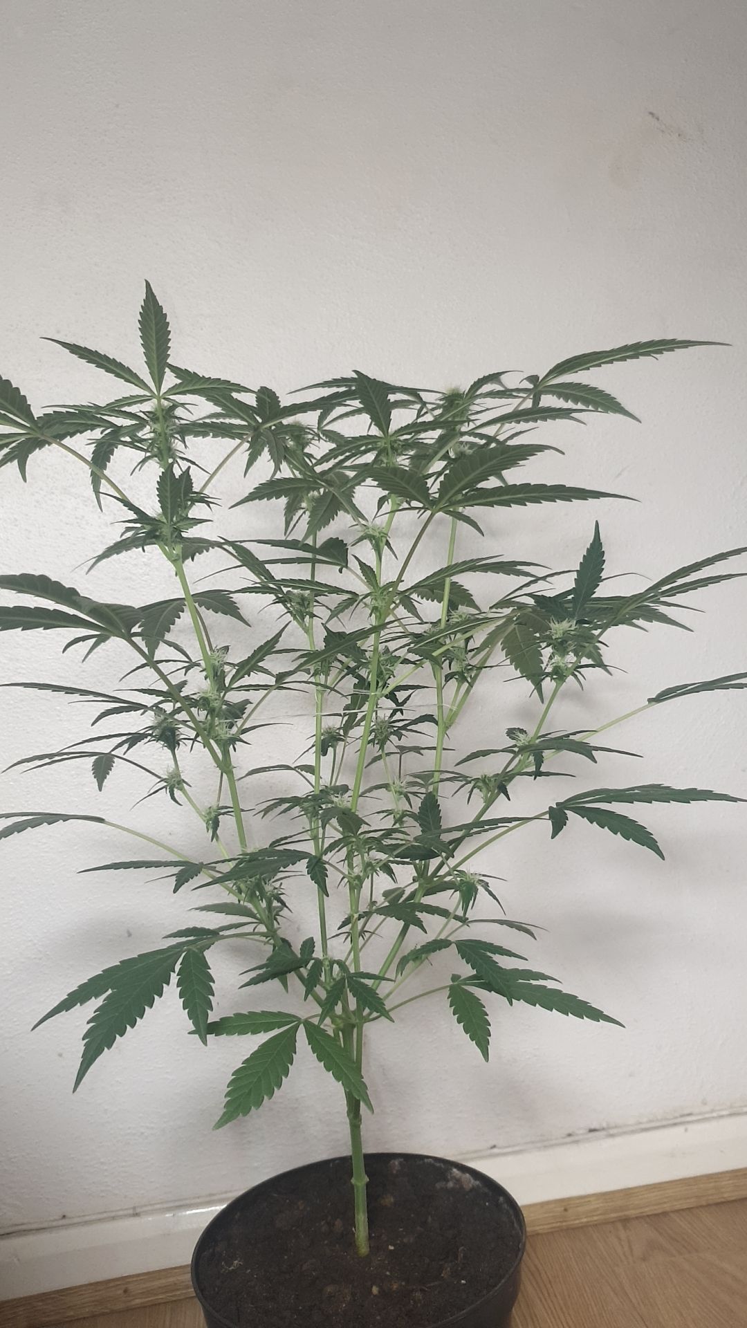 OG Cheese 1 2024 growlog photo 29