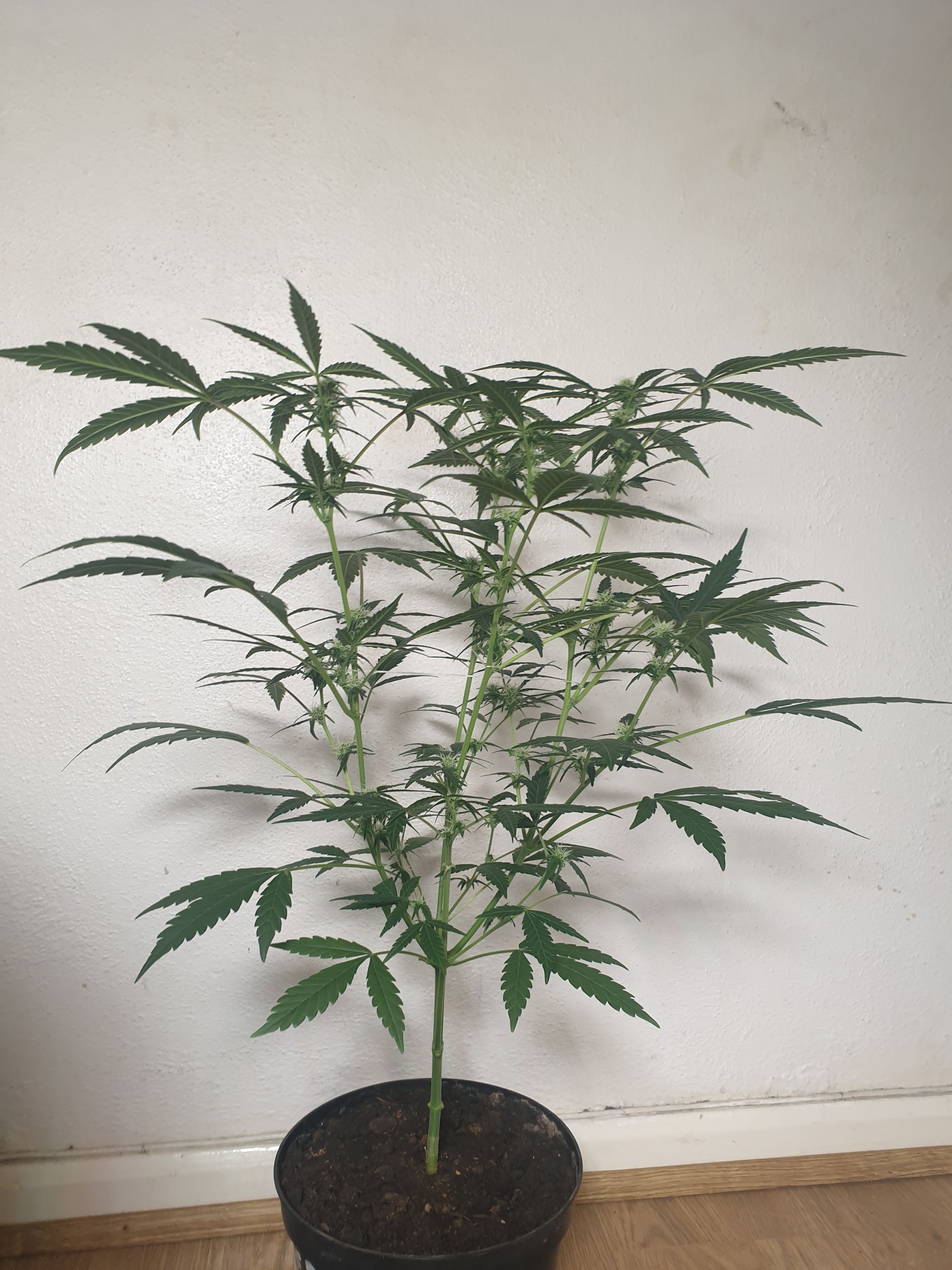 OG Cheese 1 2024 growlog photo 30