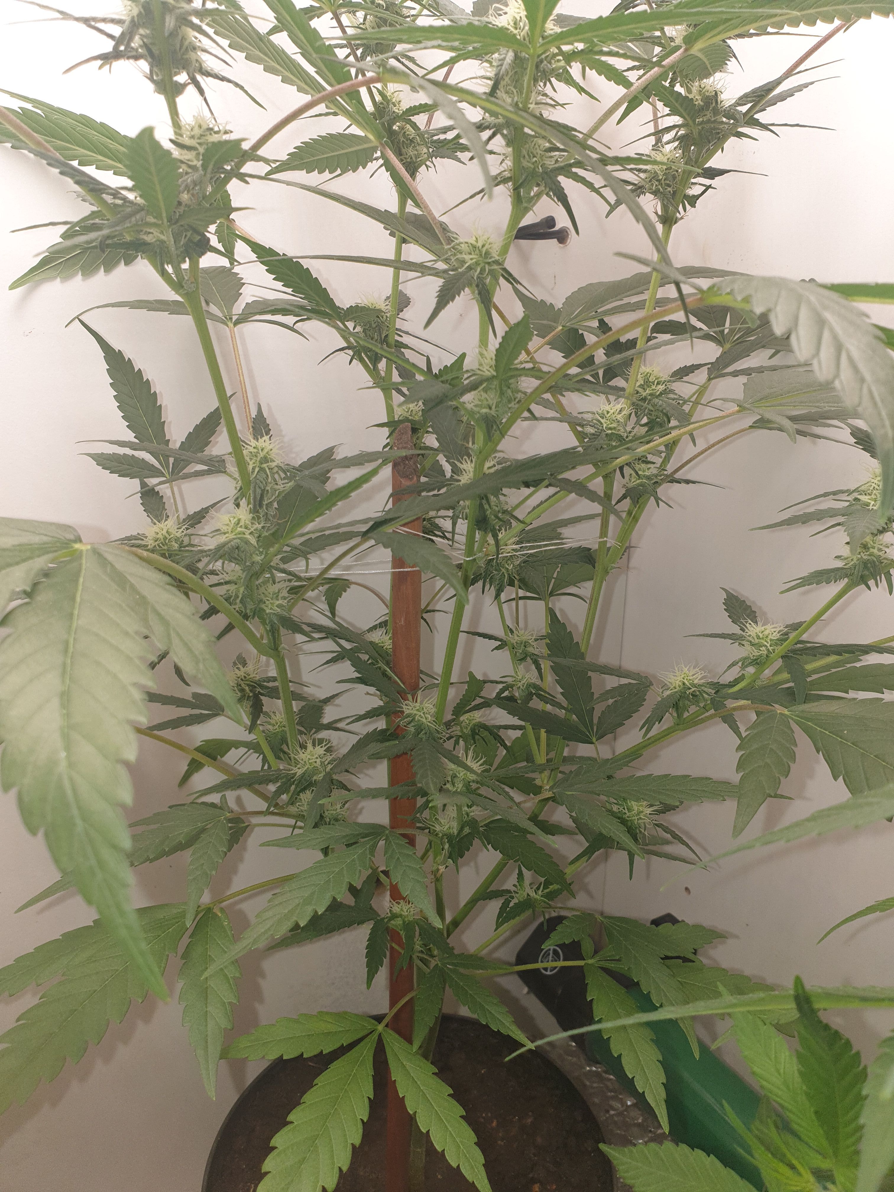 OG Cheese 1 2024 growlog photo 31