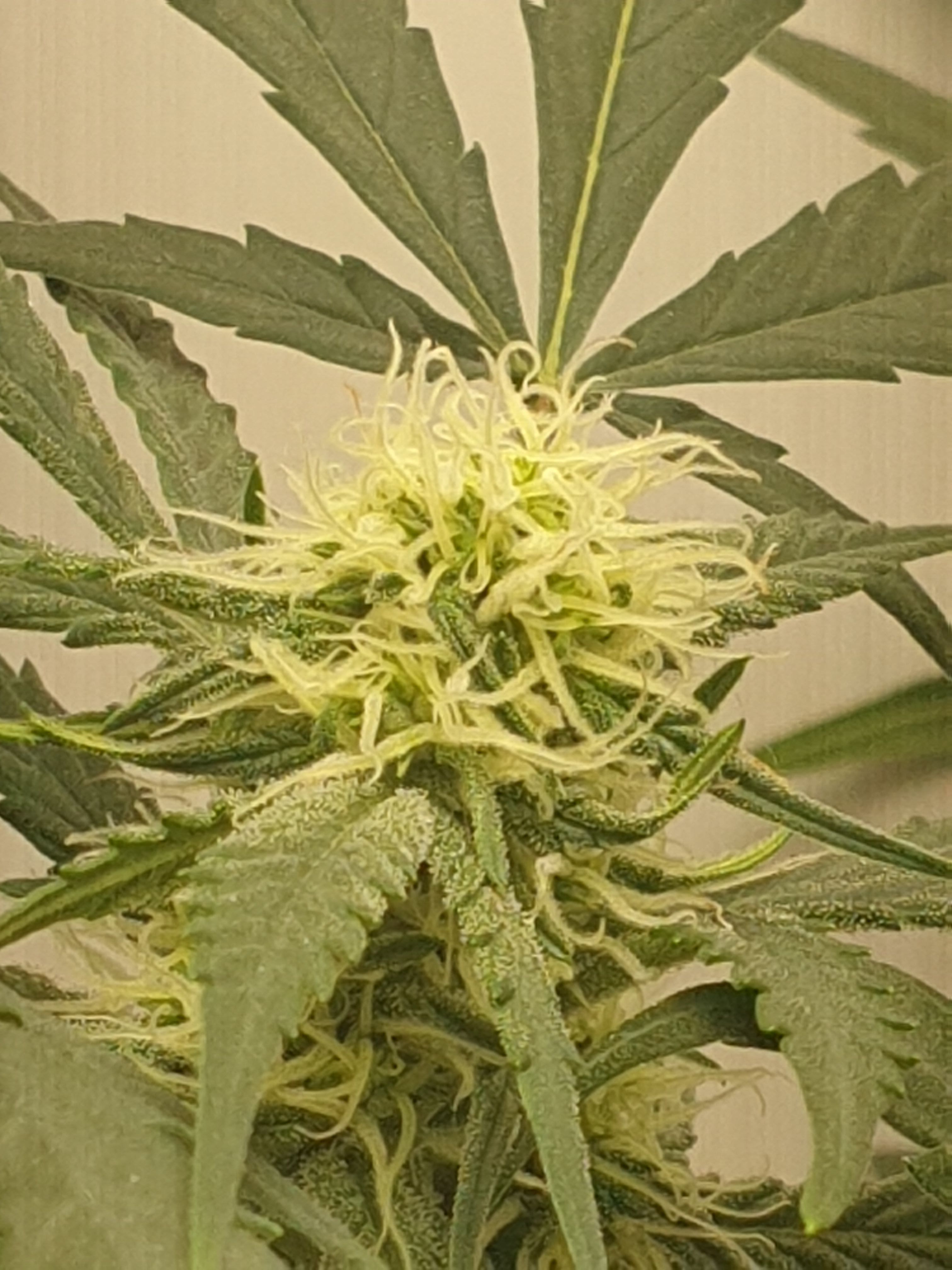OG Cheese 1 2024 growlog photo 32
