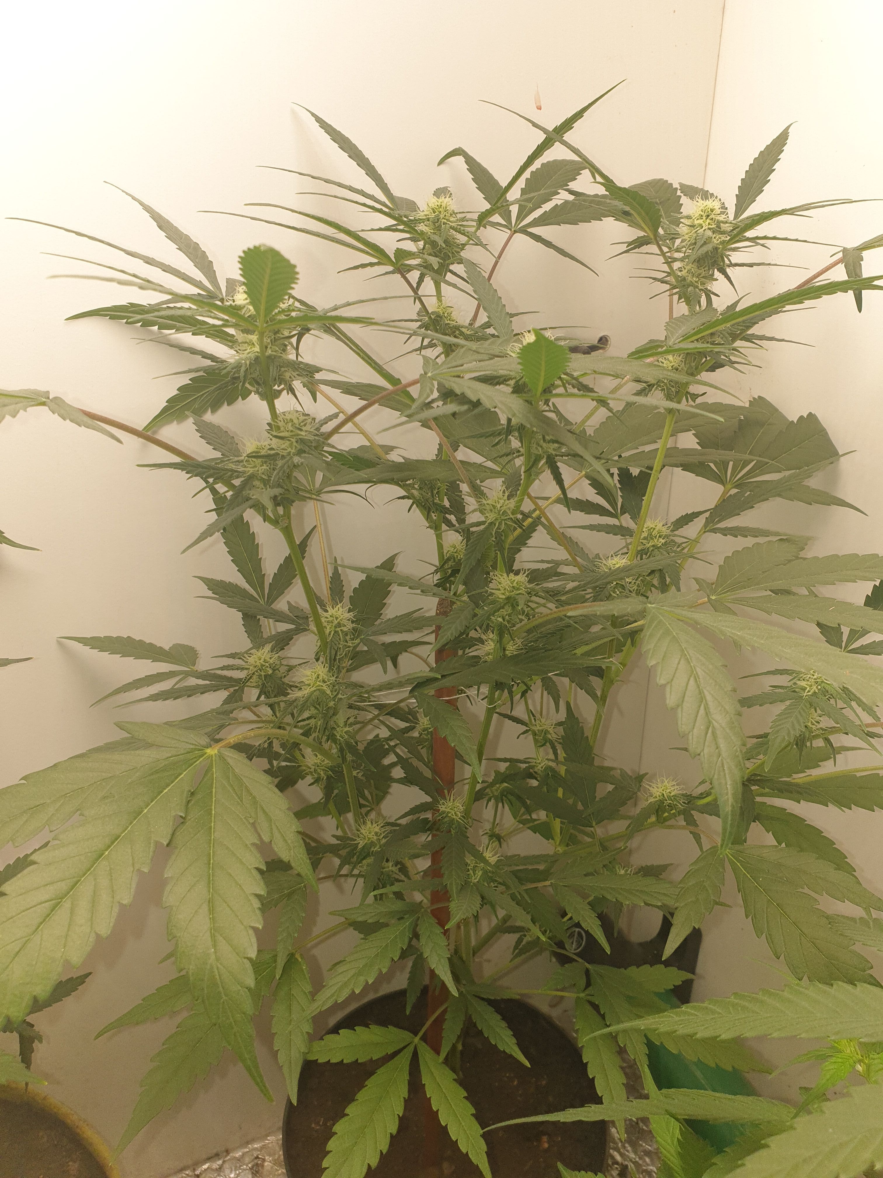 OG Cheese 1 2024 growlog photo 33