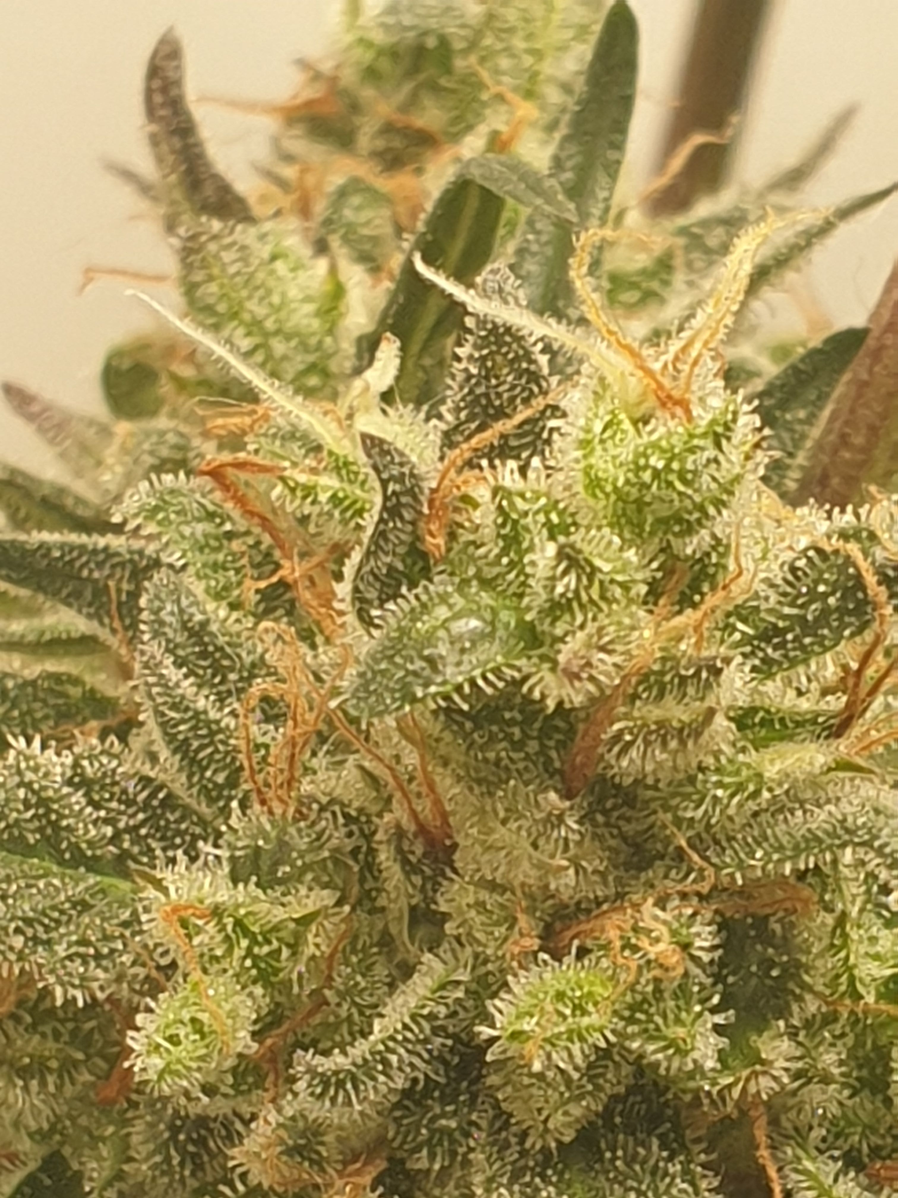 Straw banana 1 2024 growlog photo 42