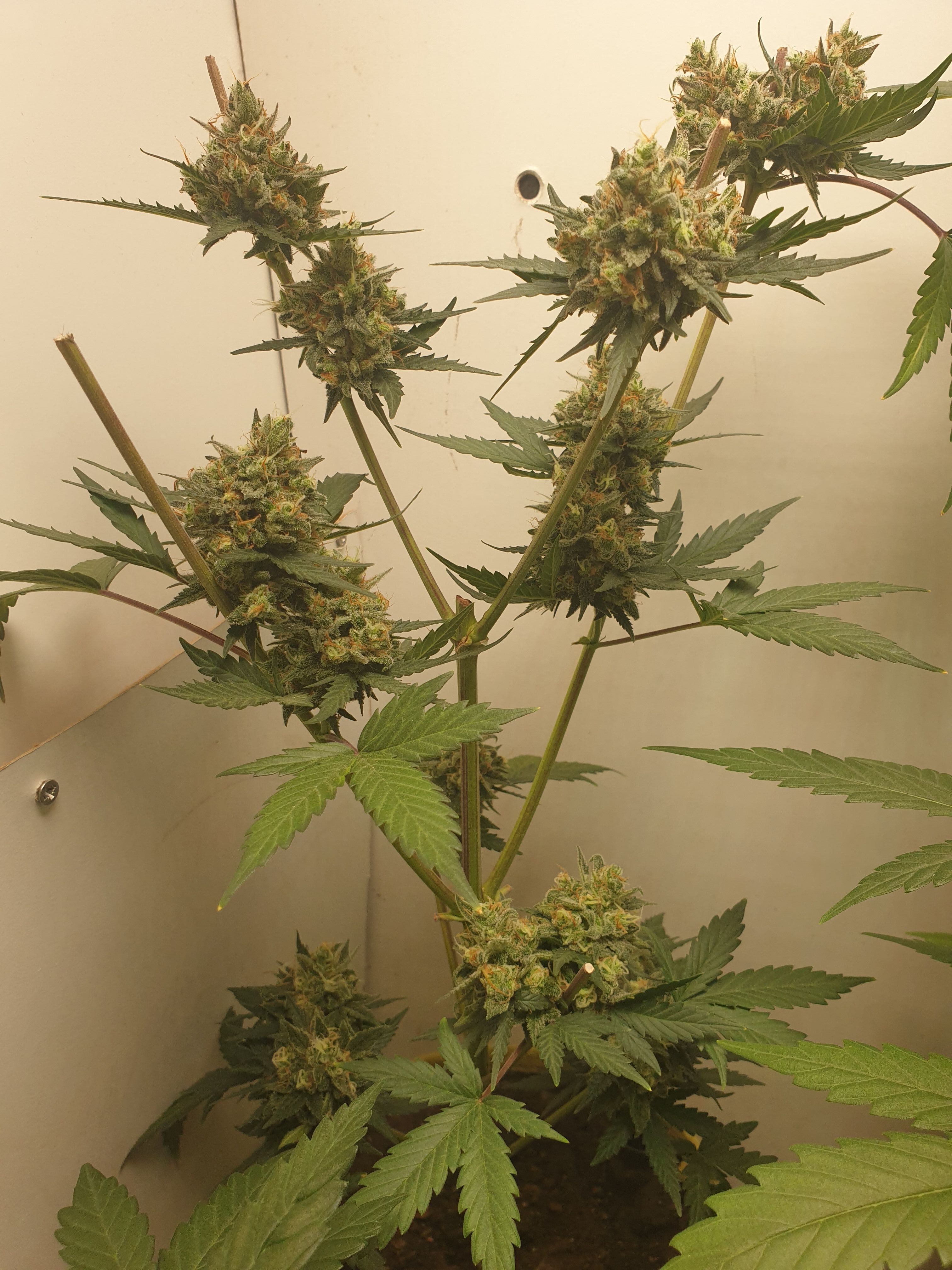 Straw banana 1 2024 growlog photo 43