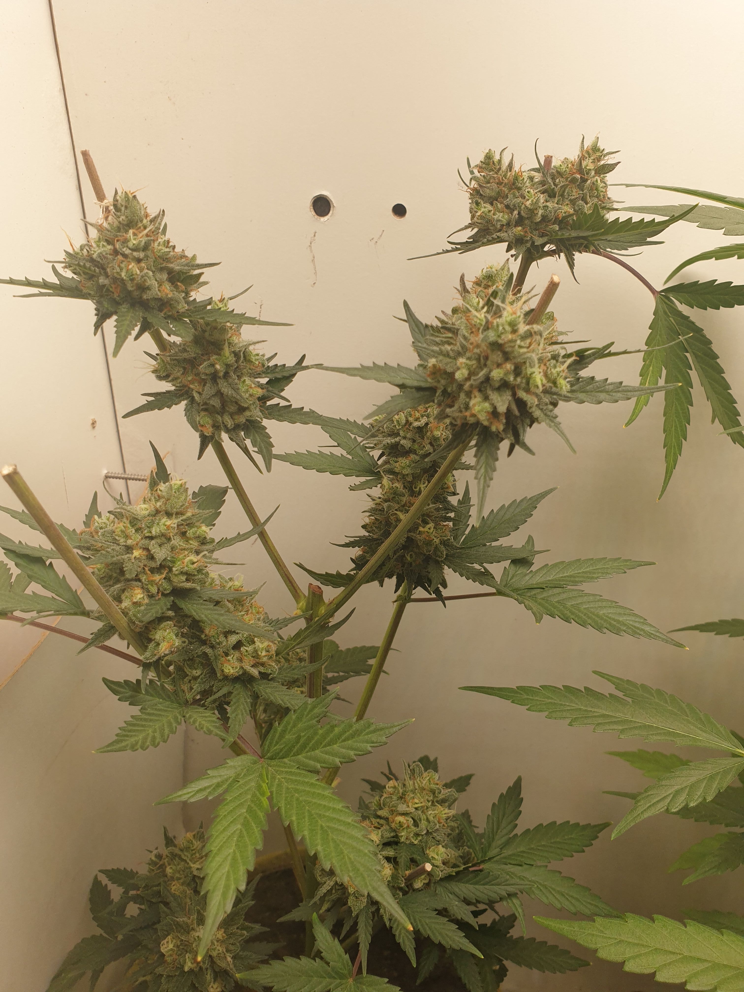 Straw banana 1 2024 growlog photo 44