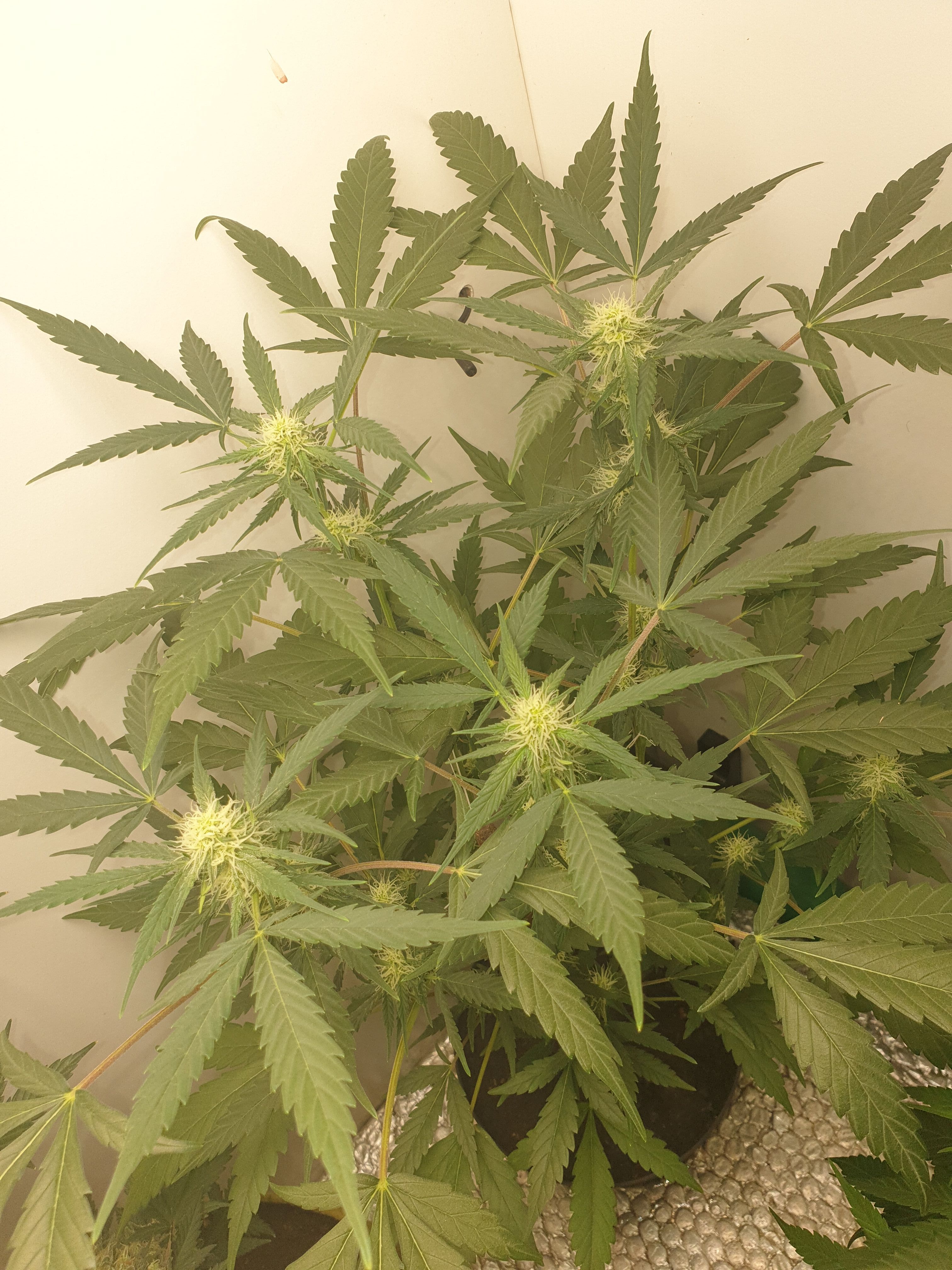 OG Cheese 1 2024 growlog photo 34