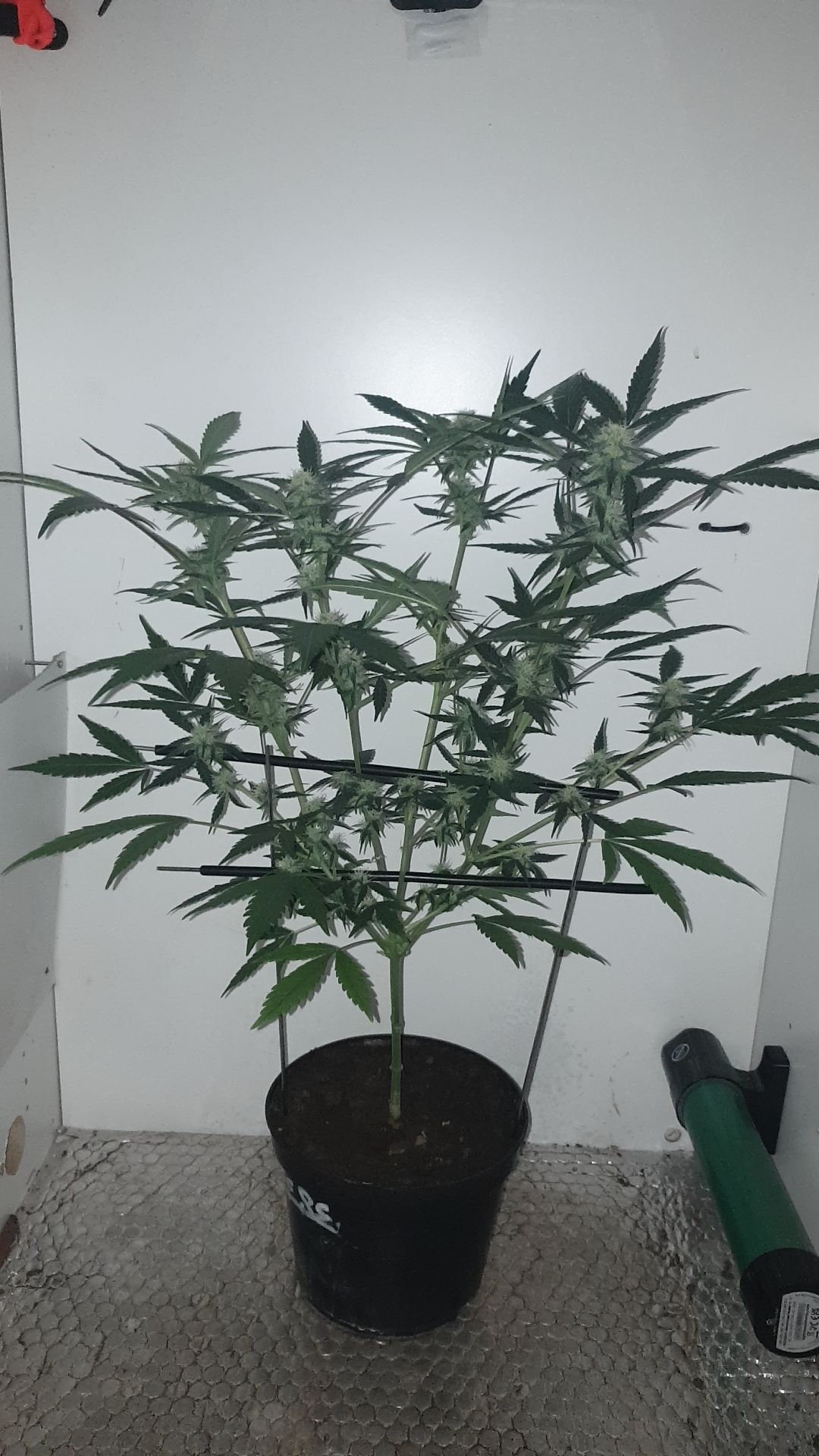 OG Cheese 1 2024 growlog photo 40