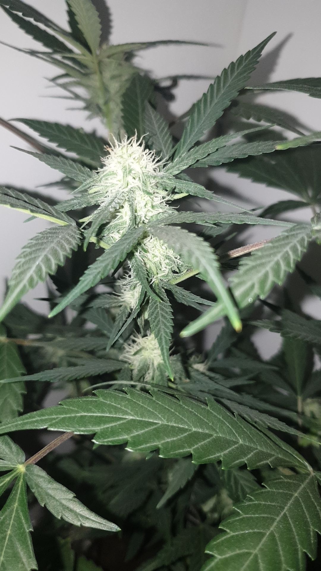 OG Cheese 1 2024 growlog photo 41