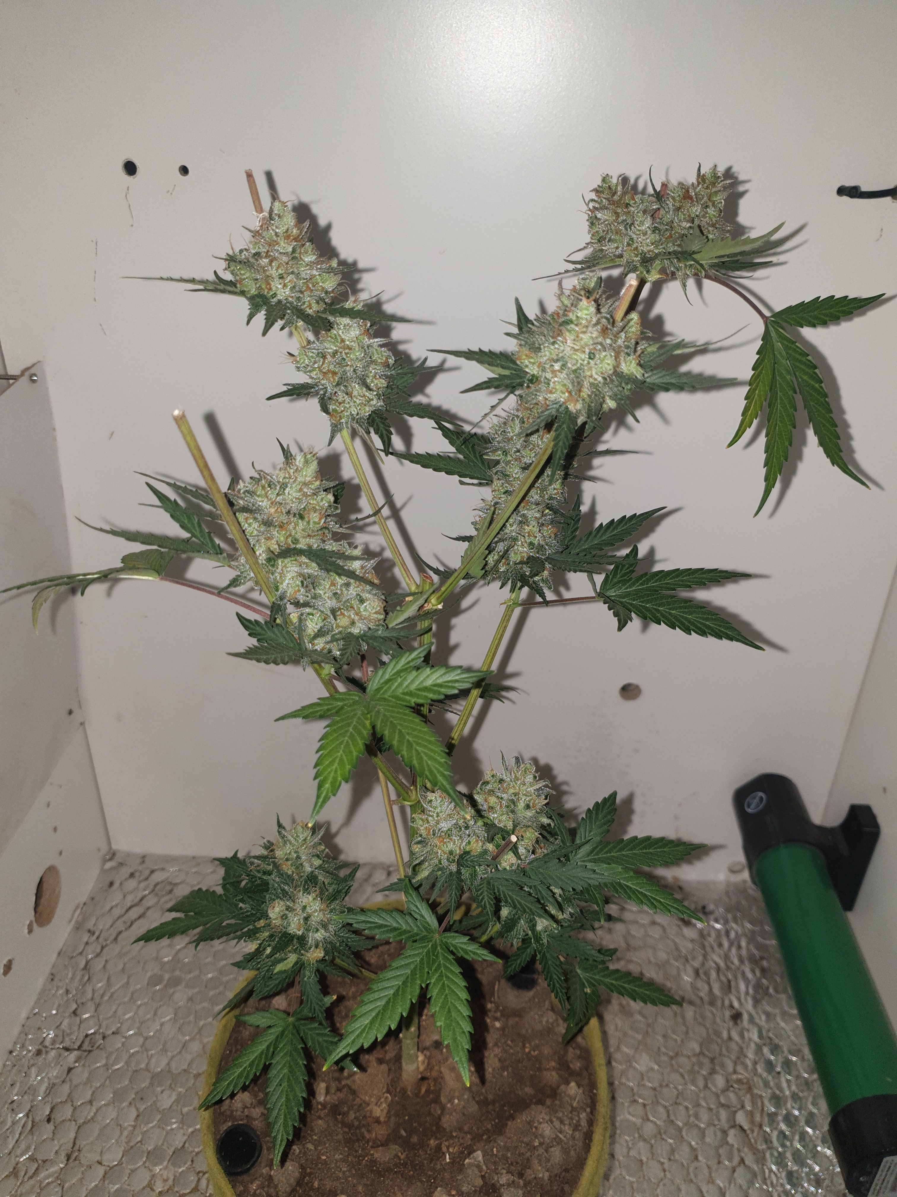 Straw banana 1 2024 growlog photo 45