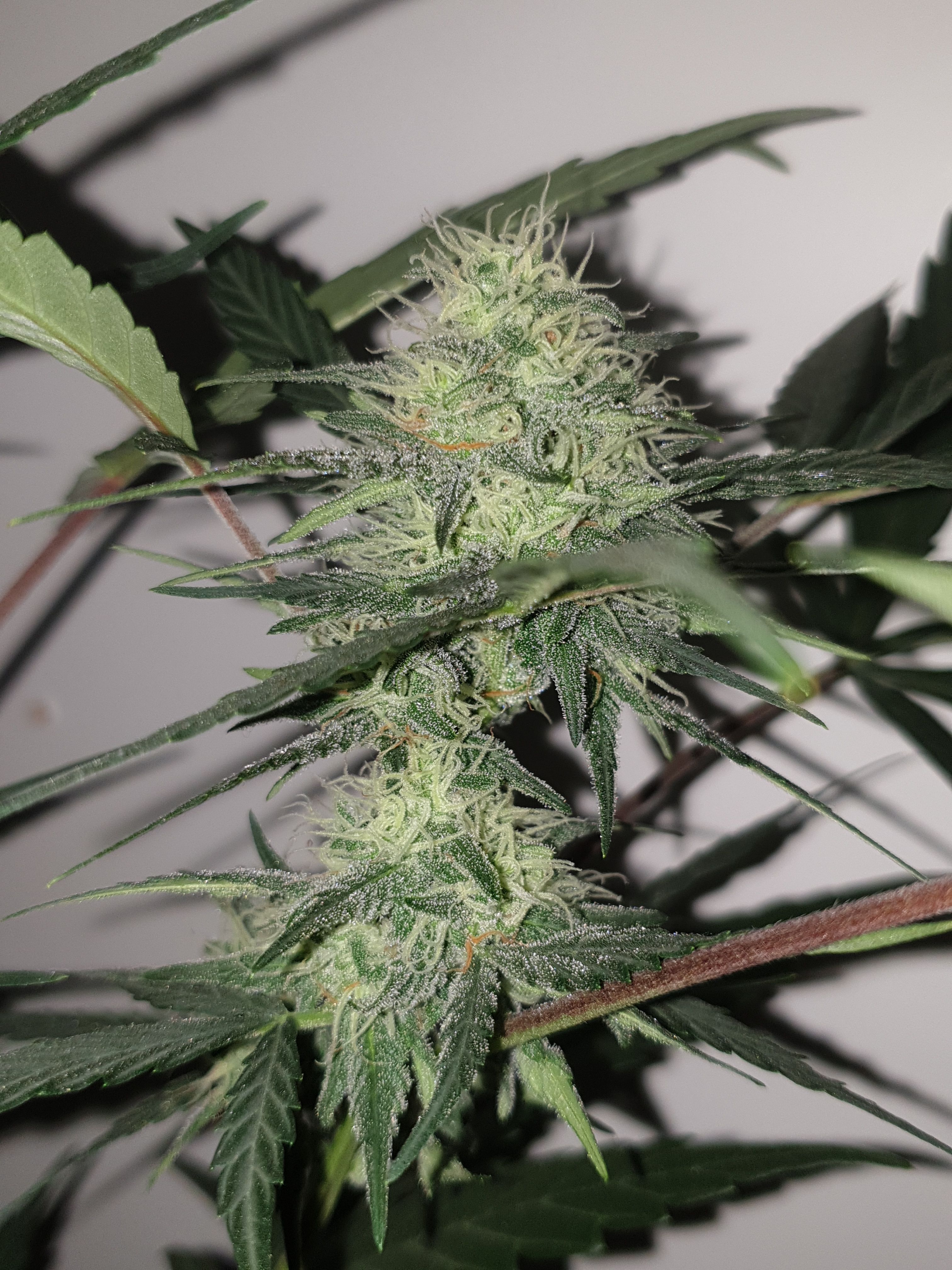 OG Cheese 1 2024 growlog photo 44