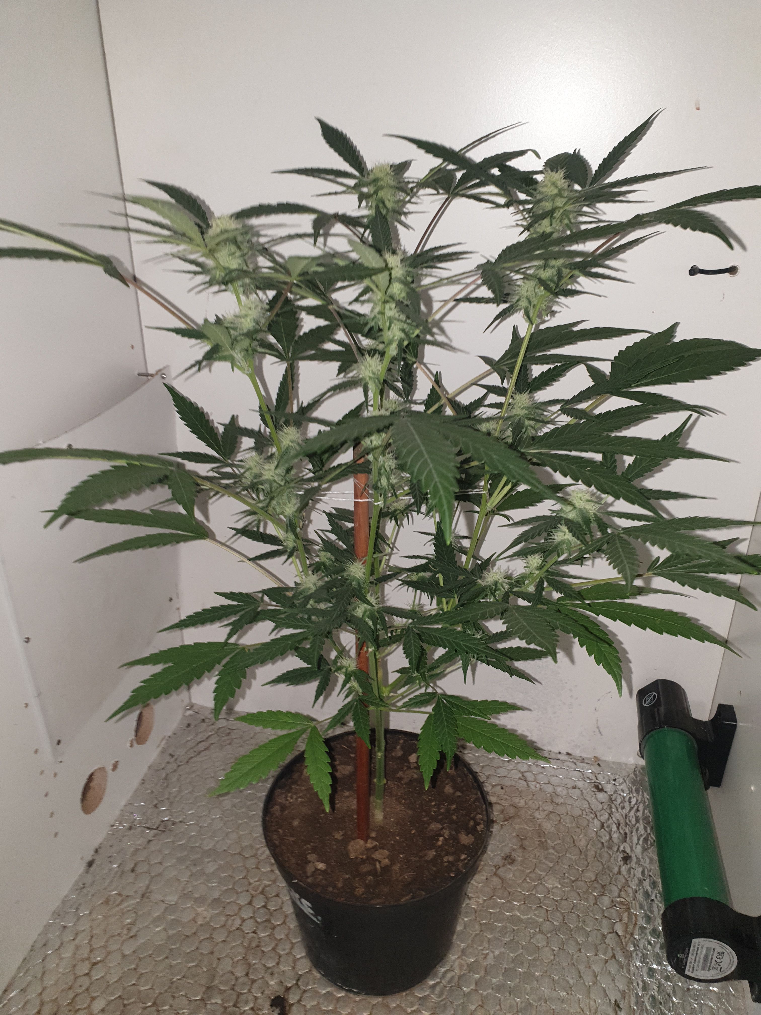 OG Cheese 1 2024 growlog photo 35
