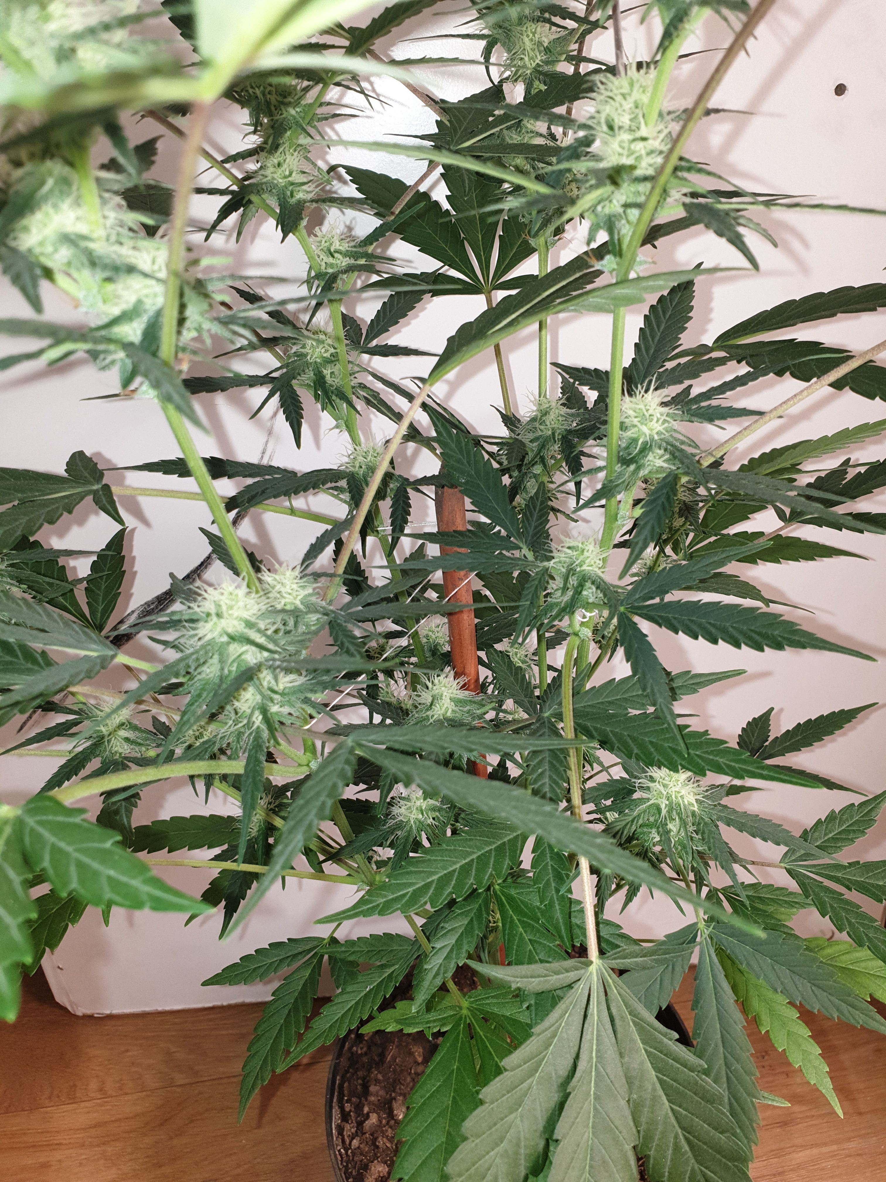 OG Cheese 1 2024 growlog photo 36