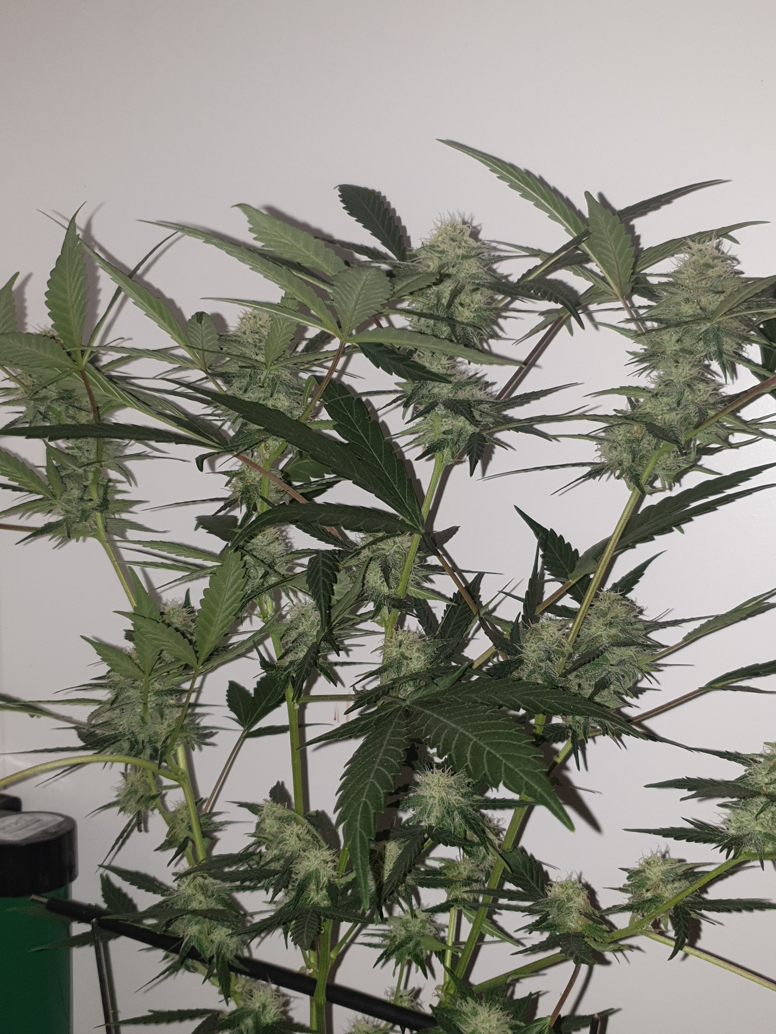 OG Cheese 1 2024 growlog photo 45