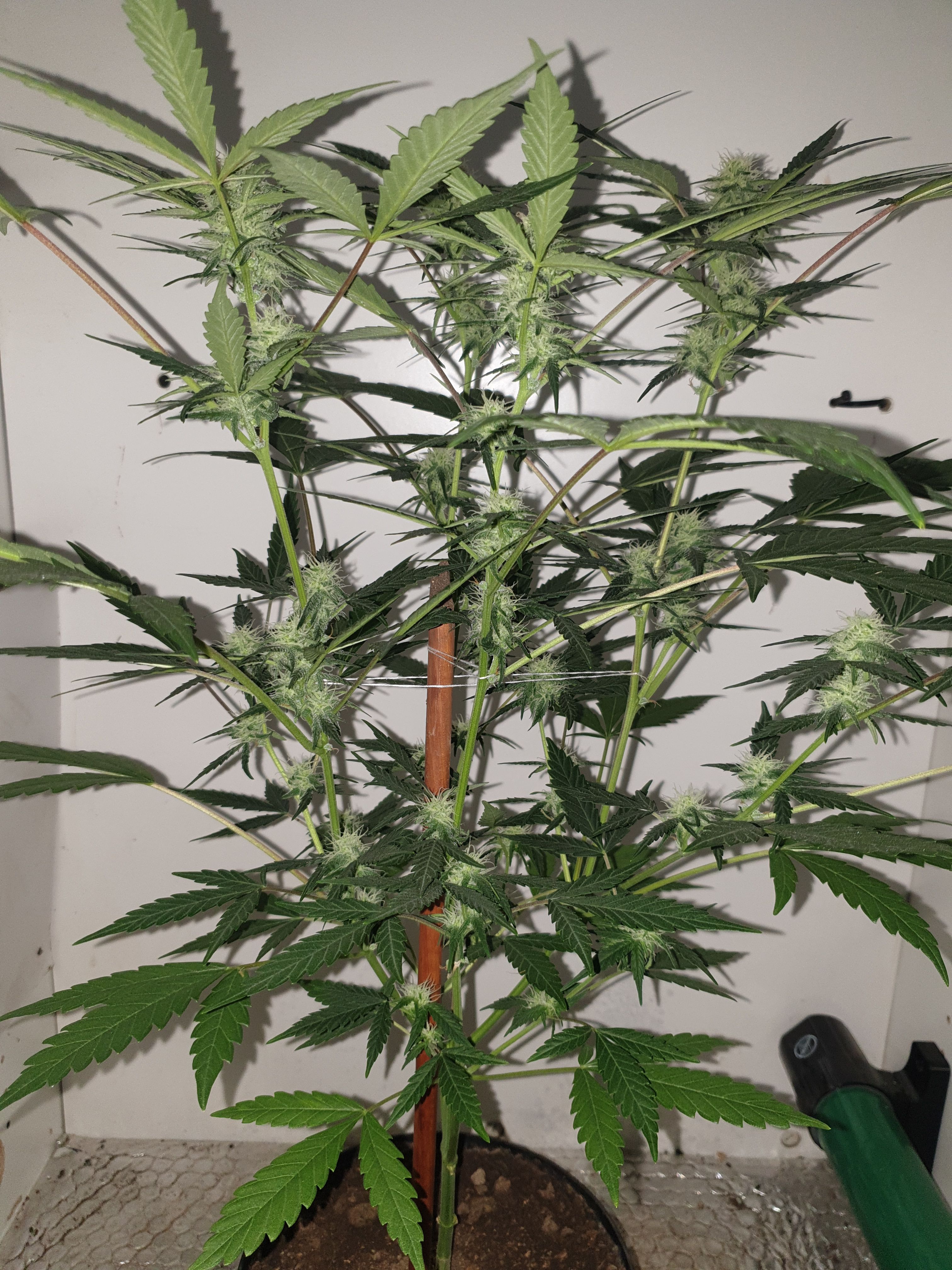 OG Cheese 1 2024 growlog photo 37