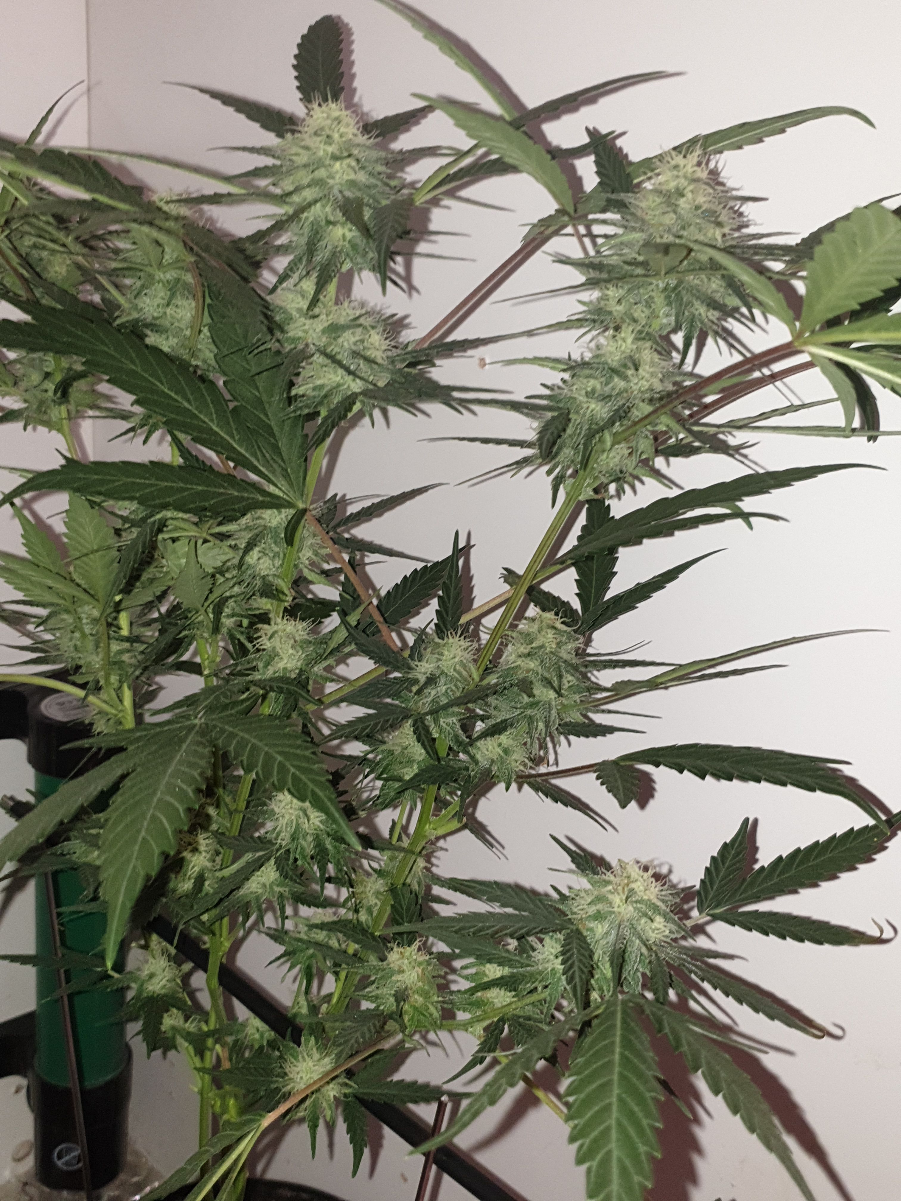 OG Cheese 1 2024 growlog photo 46