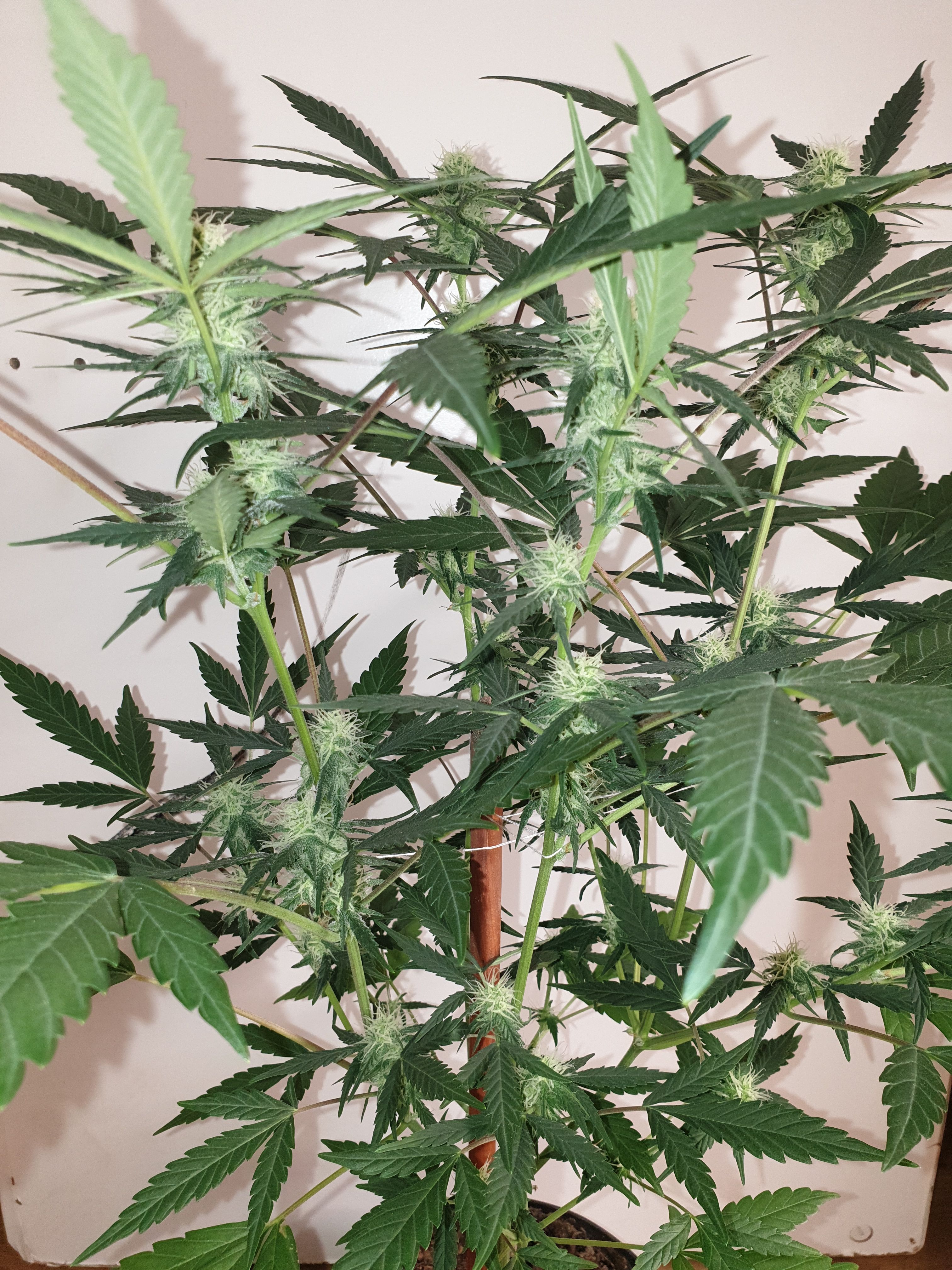 OG Cheese 1 2024 growlog photo 38