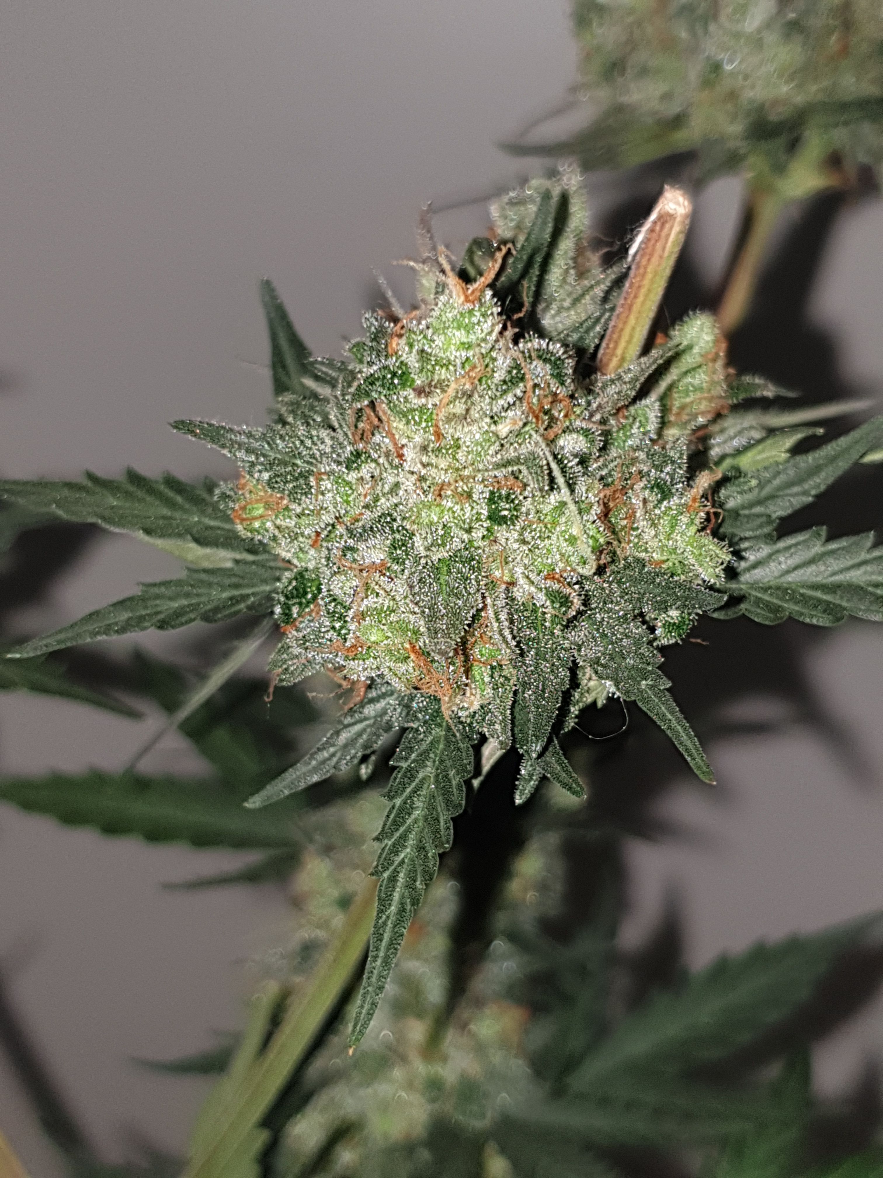 Straw banana 1 2024 growlog photo 46