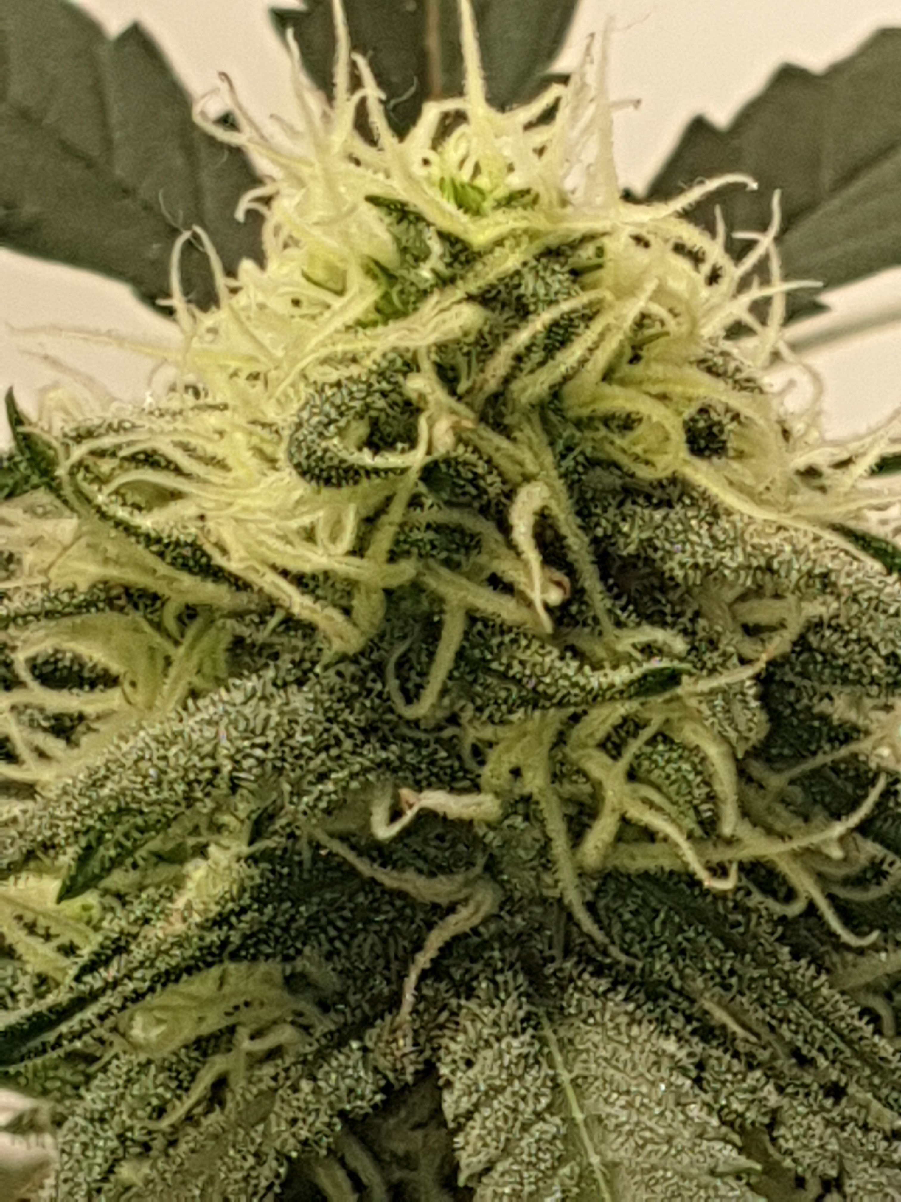 OG Cheese 1 2024 growlog photo 47