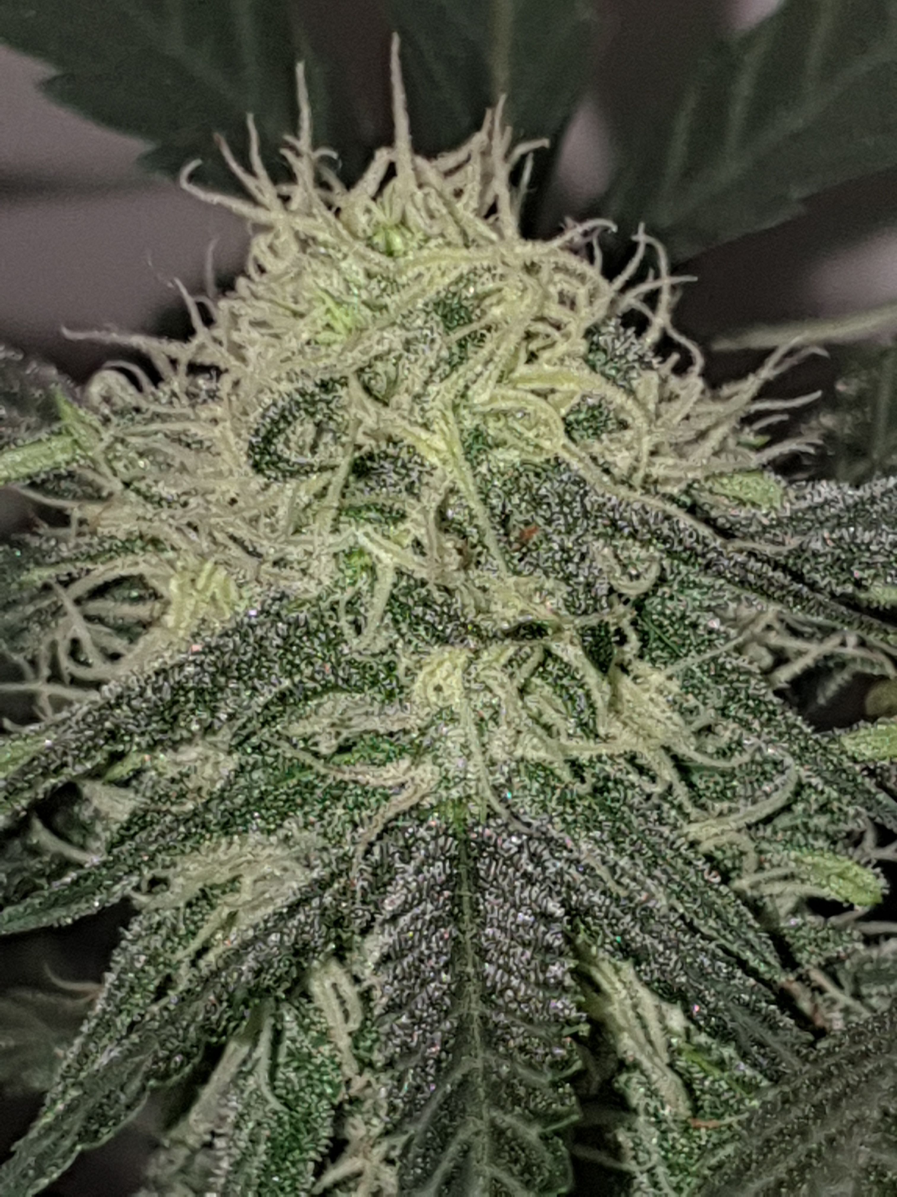 OG Cheese 1 2024 growlog photo 48