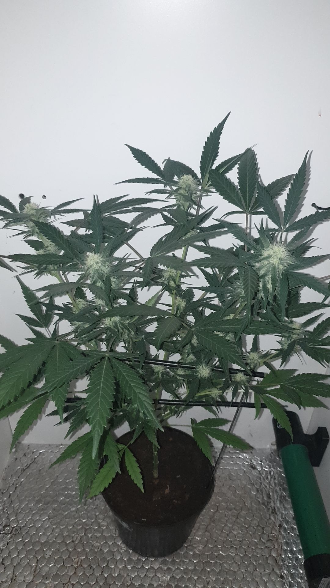 OG Cheese 1 2024 growlog photo 42