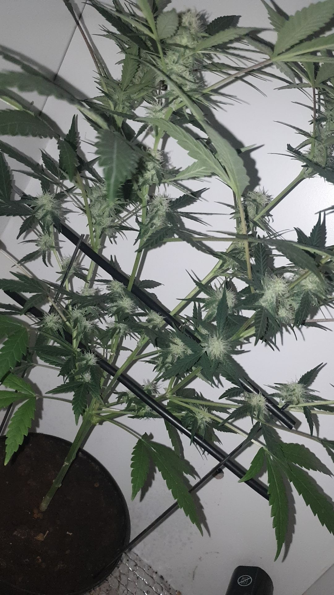 OG Cheese 1 2024 growlog photo 43