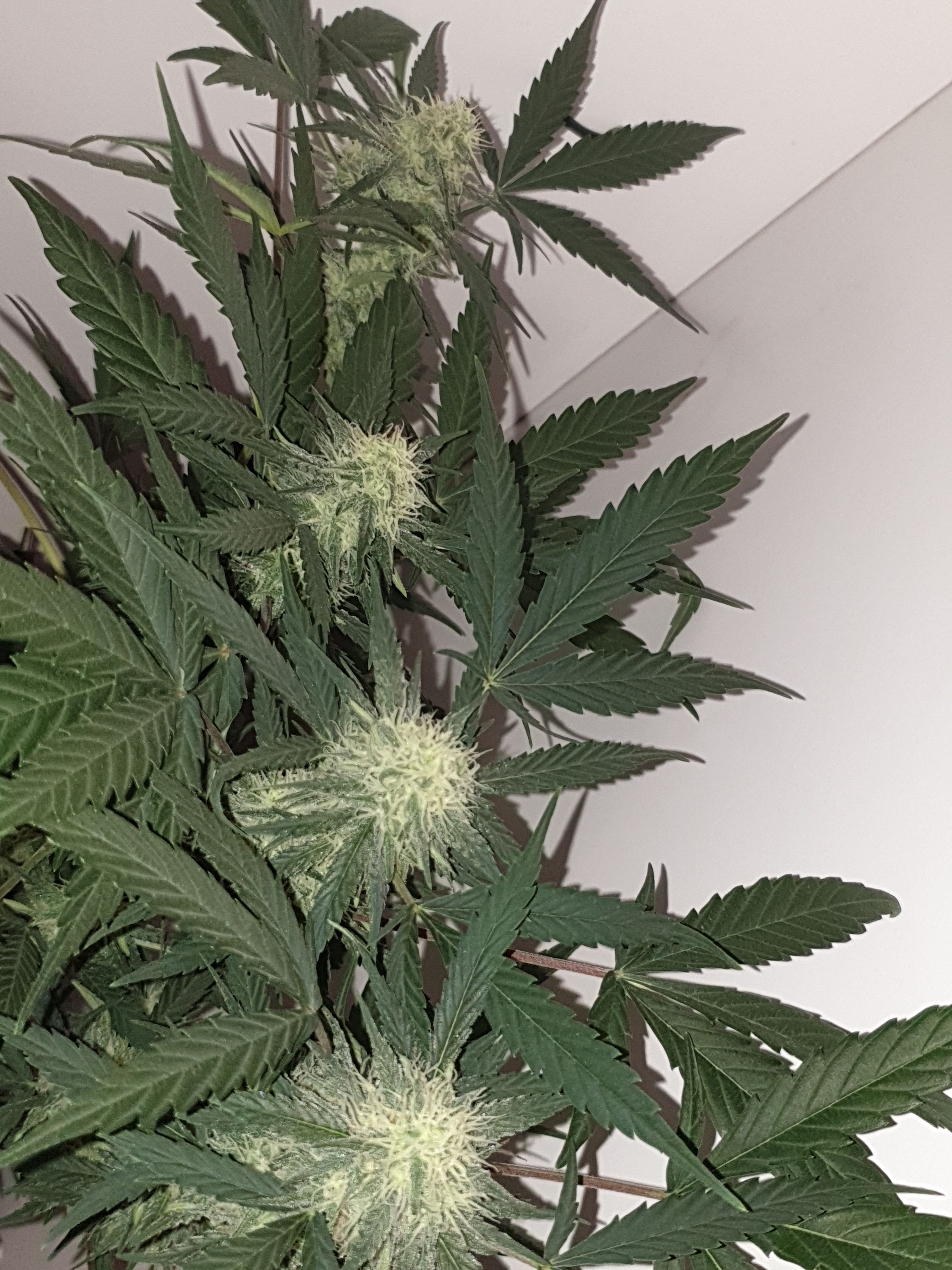 OG Cheese 1 2024 growlog photo 49
