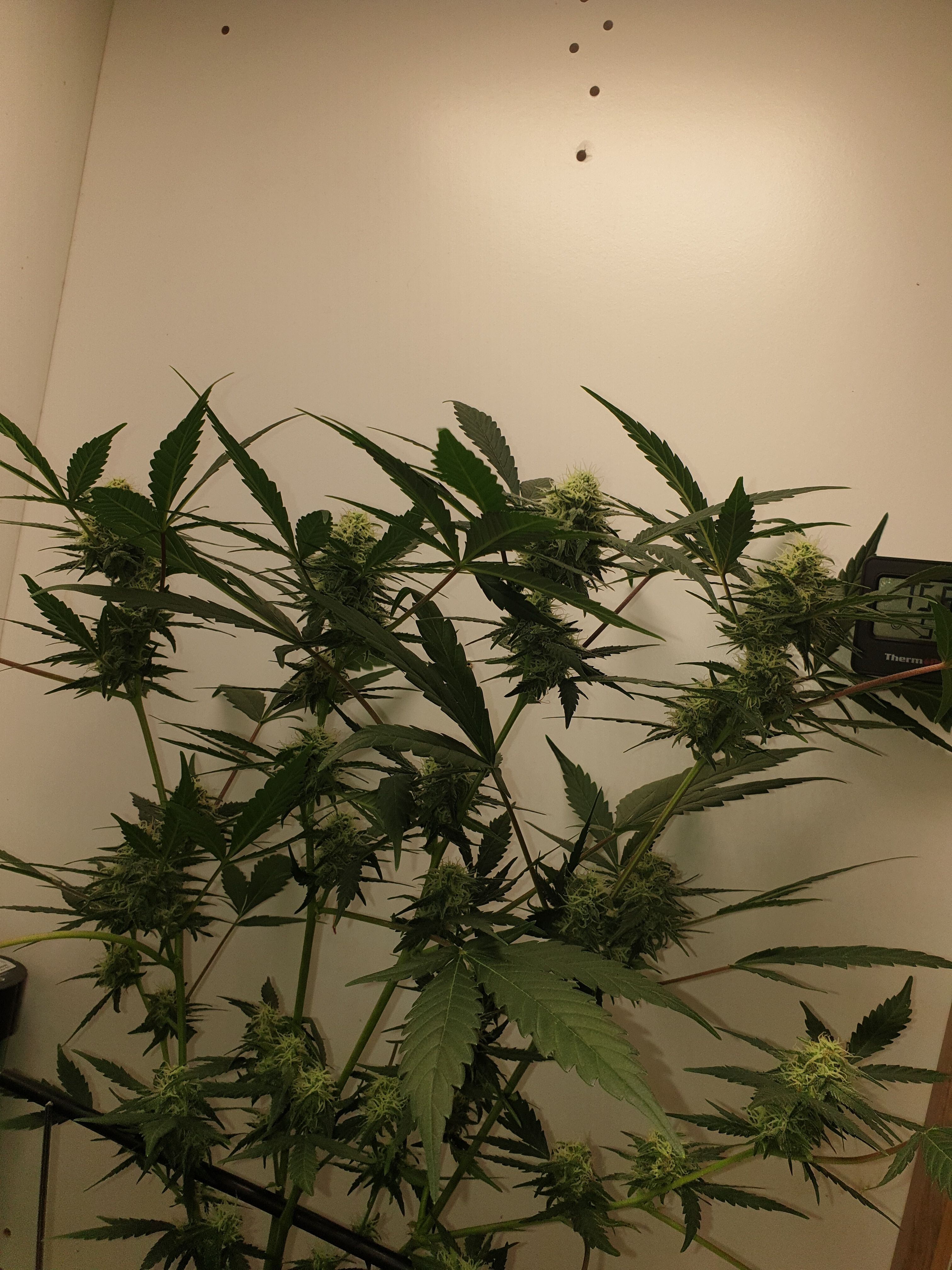 OG Cheese 1 2024 growlog photo 50