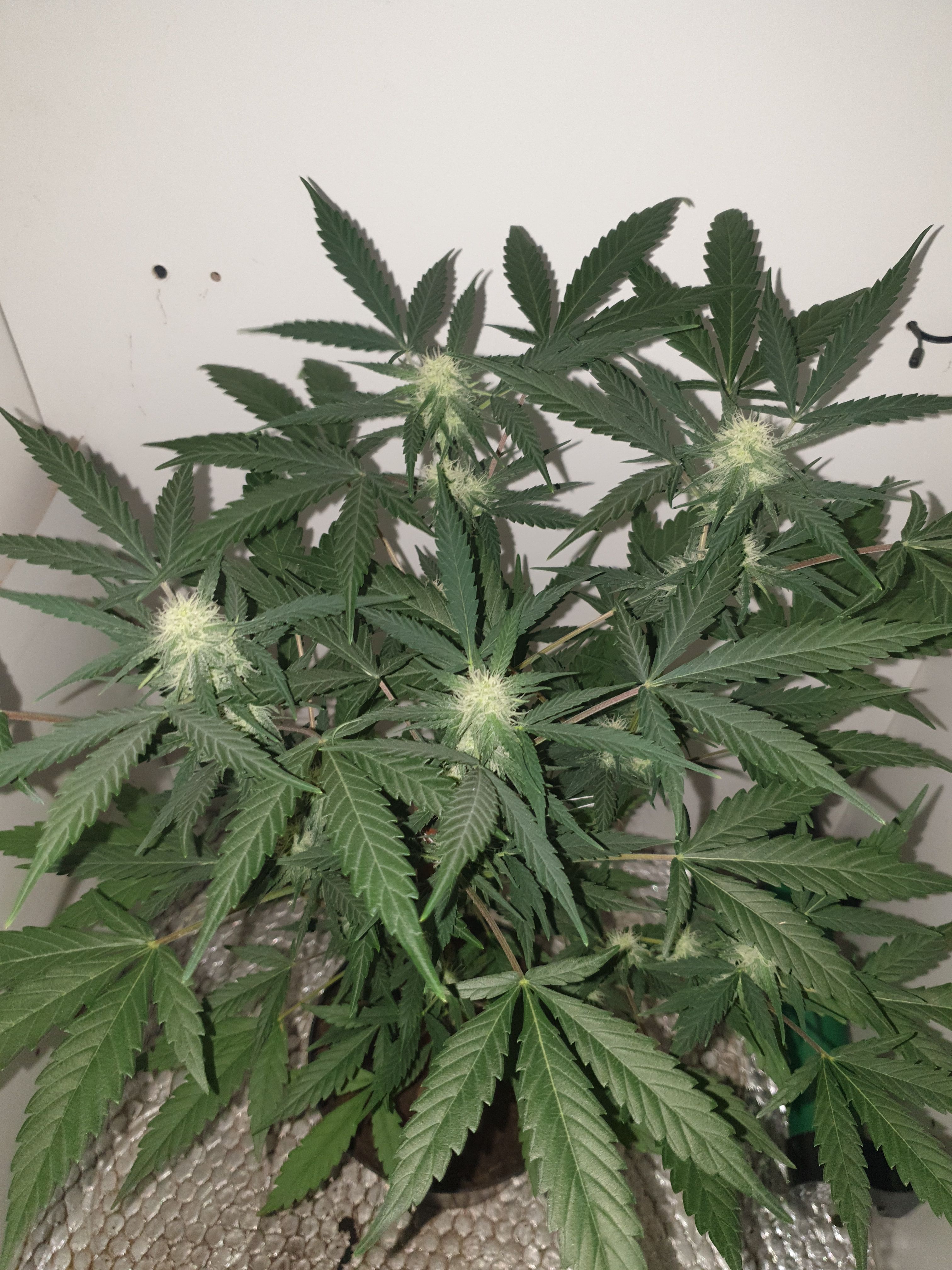OG Cheese 1 2024 growlog photo 39