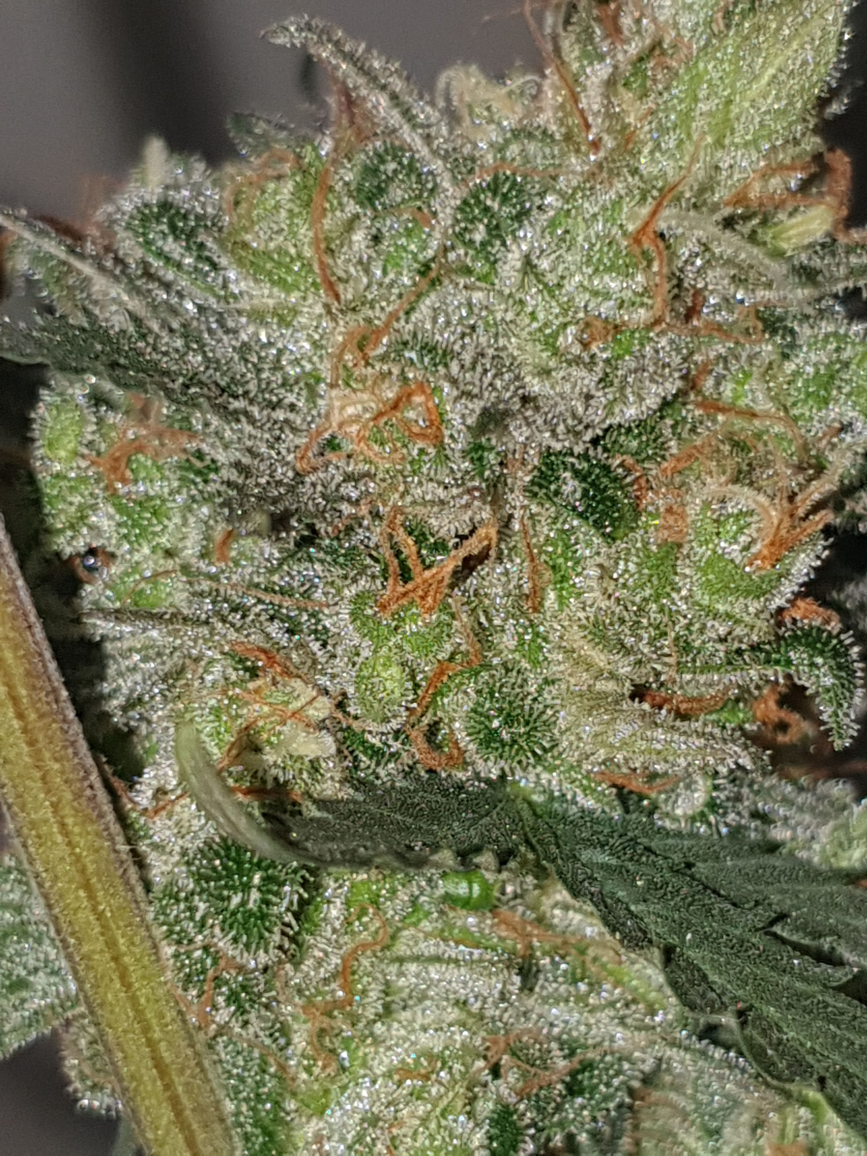 Straw banana 1 2024 growlog photo 47