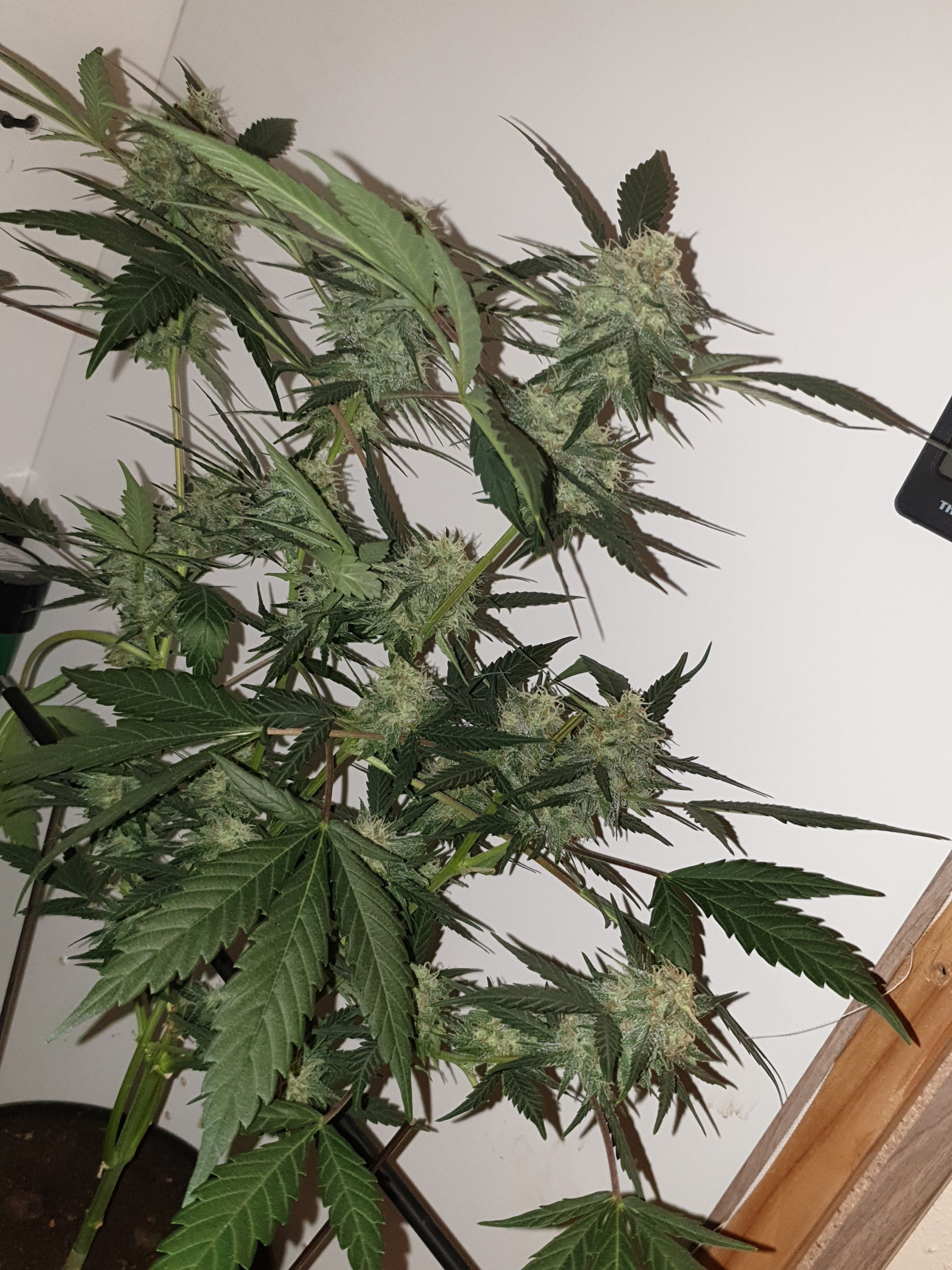 OG Cheese 1 2024 growlog photo 51