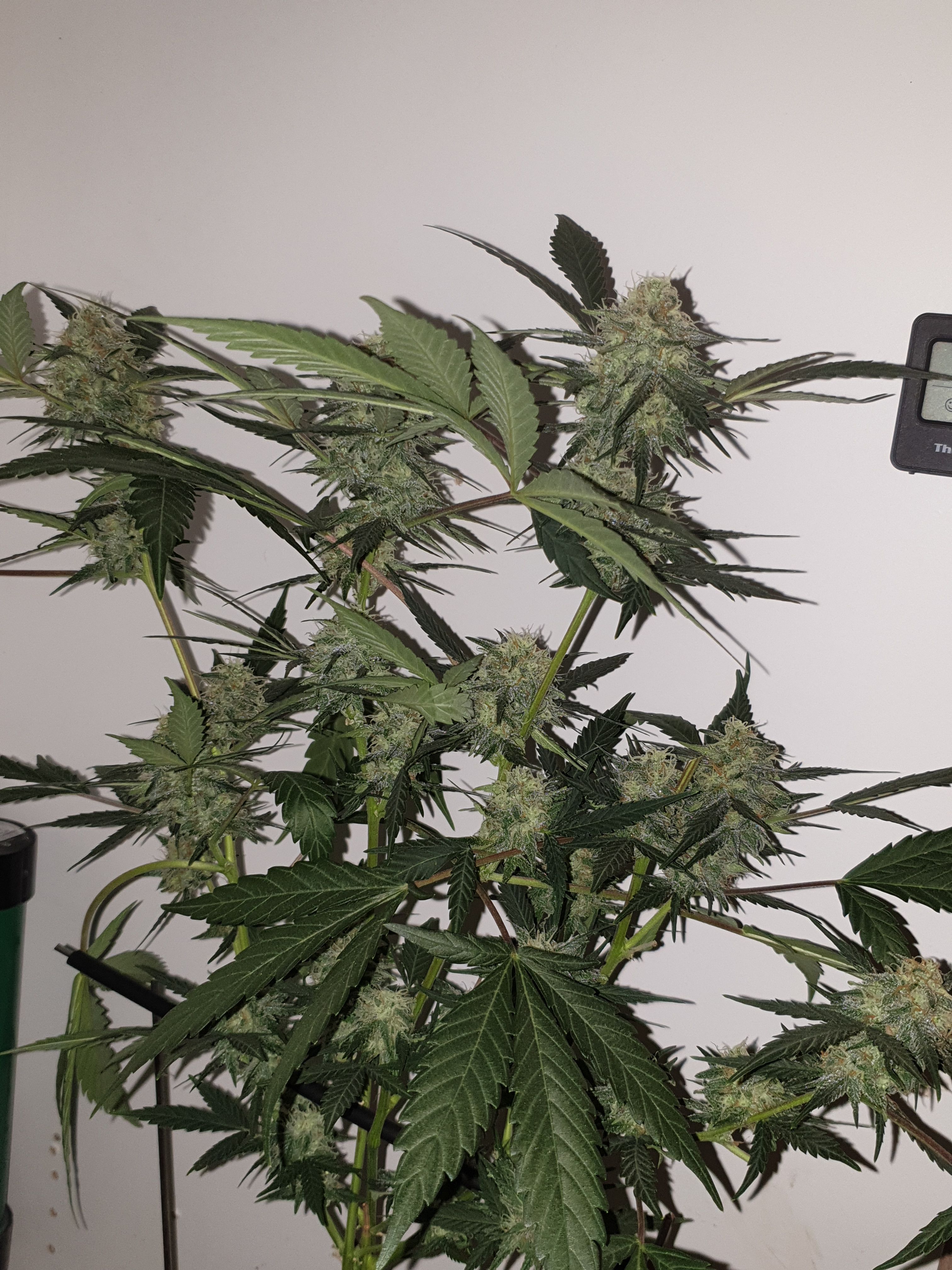 OG Cheese 1 2024 growlog photo 52