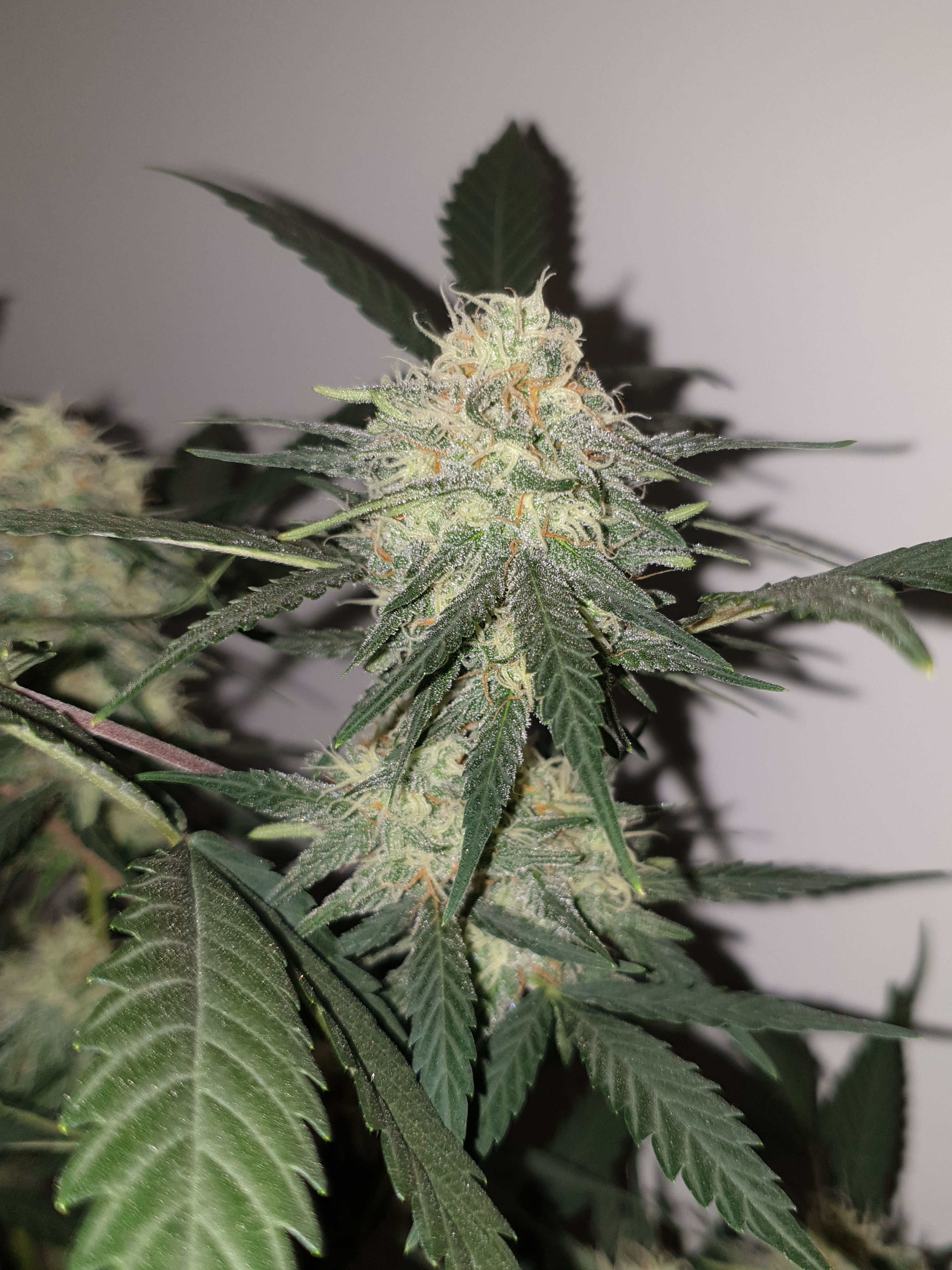 OG Cheese 1 2024 growlog photo 54