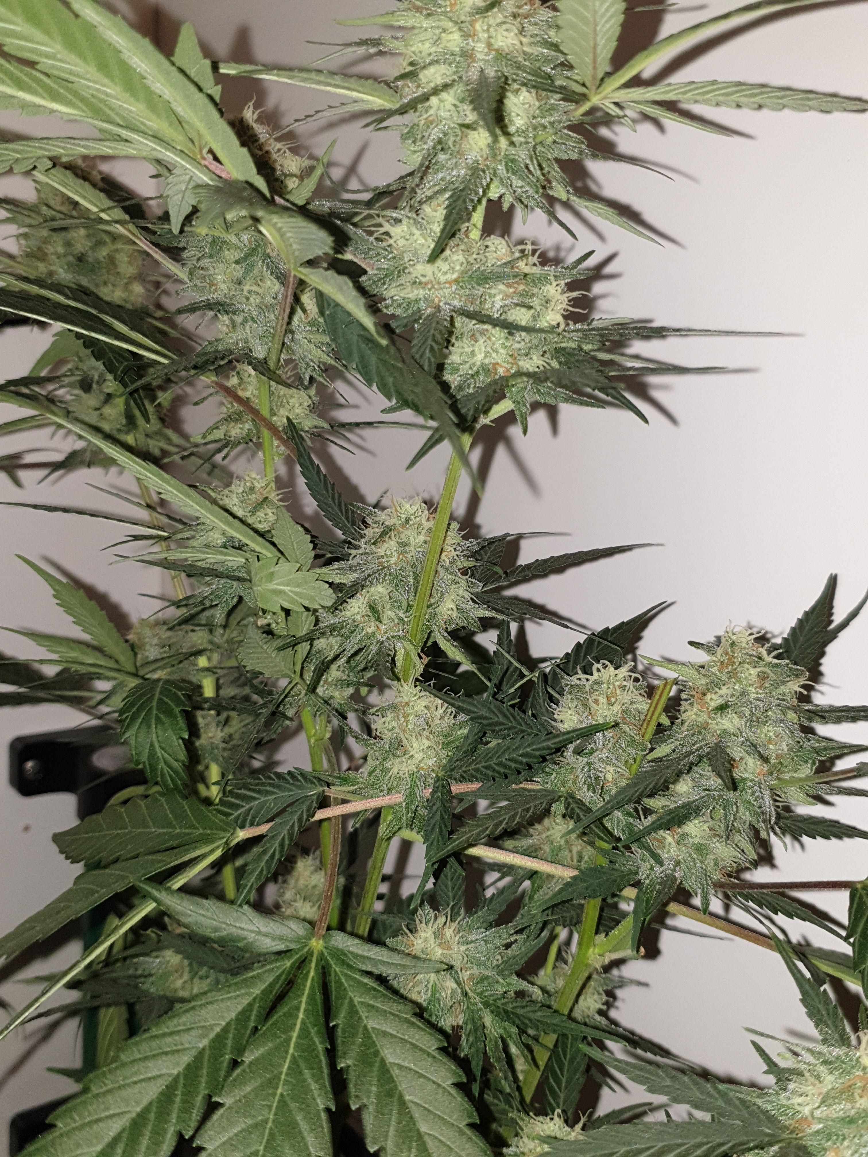 OG Cheese 1 2024 growlog photo 53