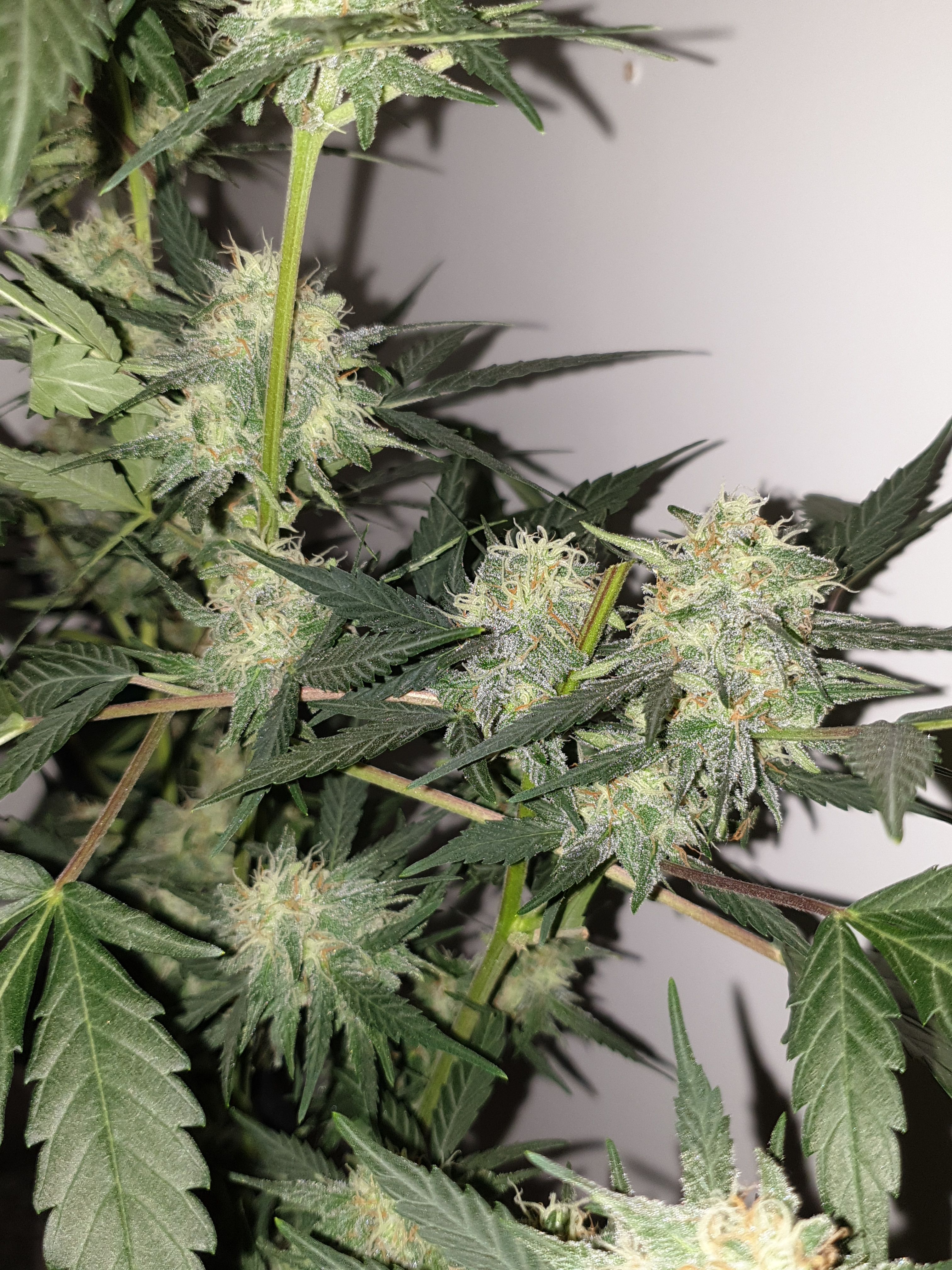 OG Cheese 1 2024 growlog photo 55