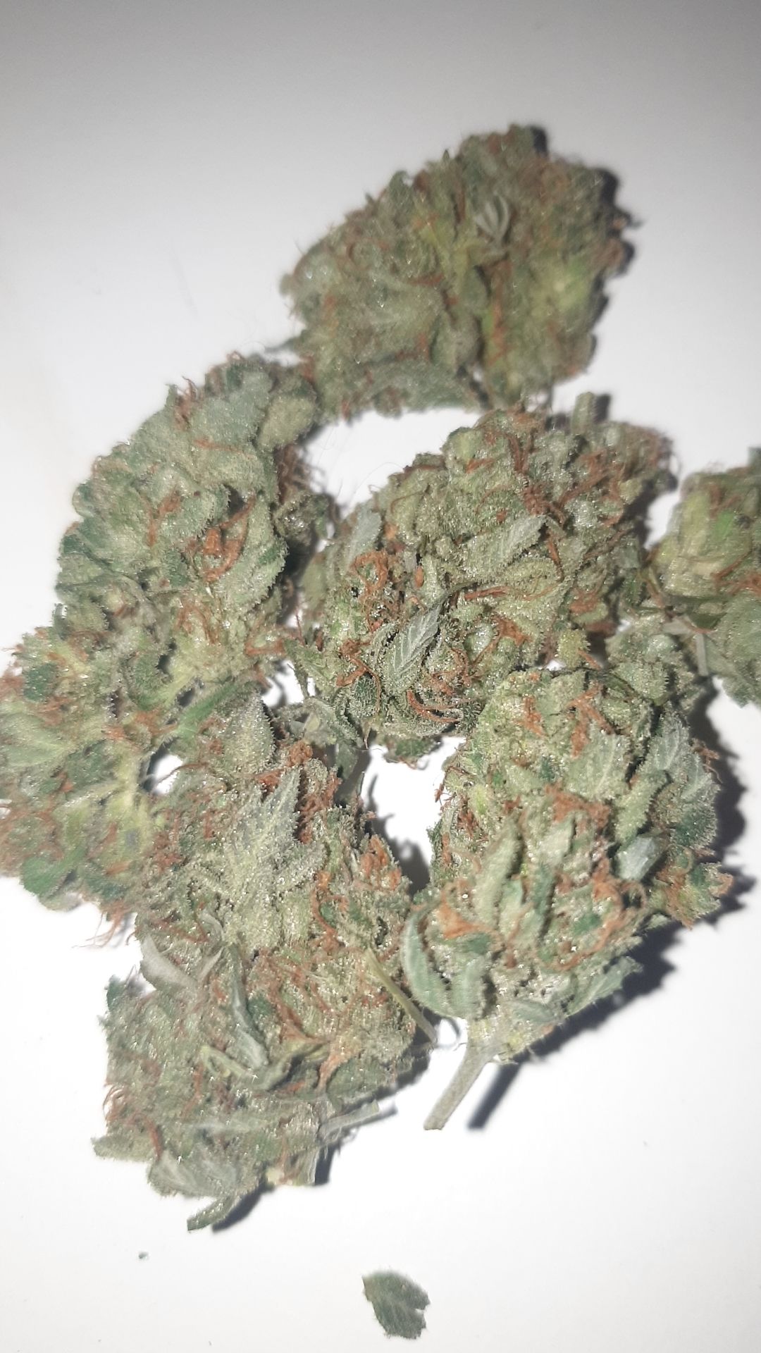 Straw banana 1 2024 growlog photo 49