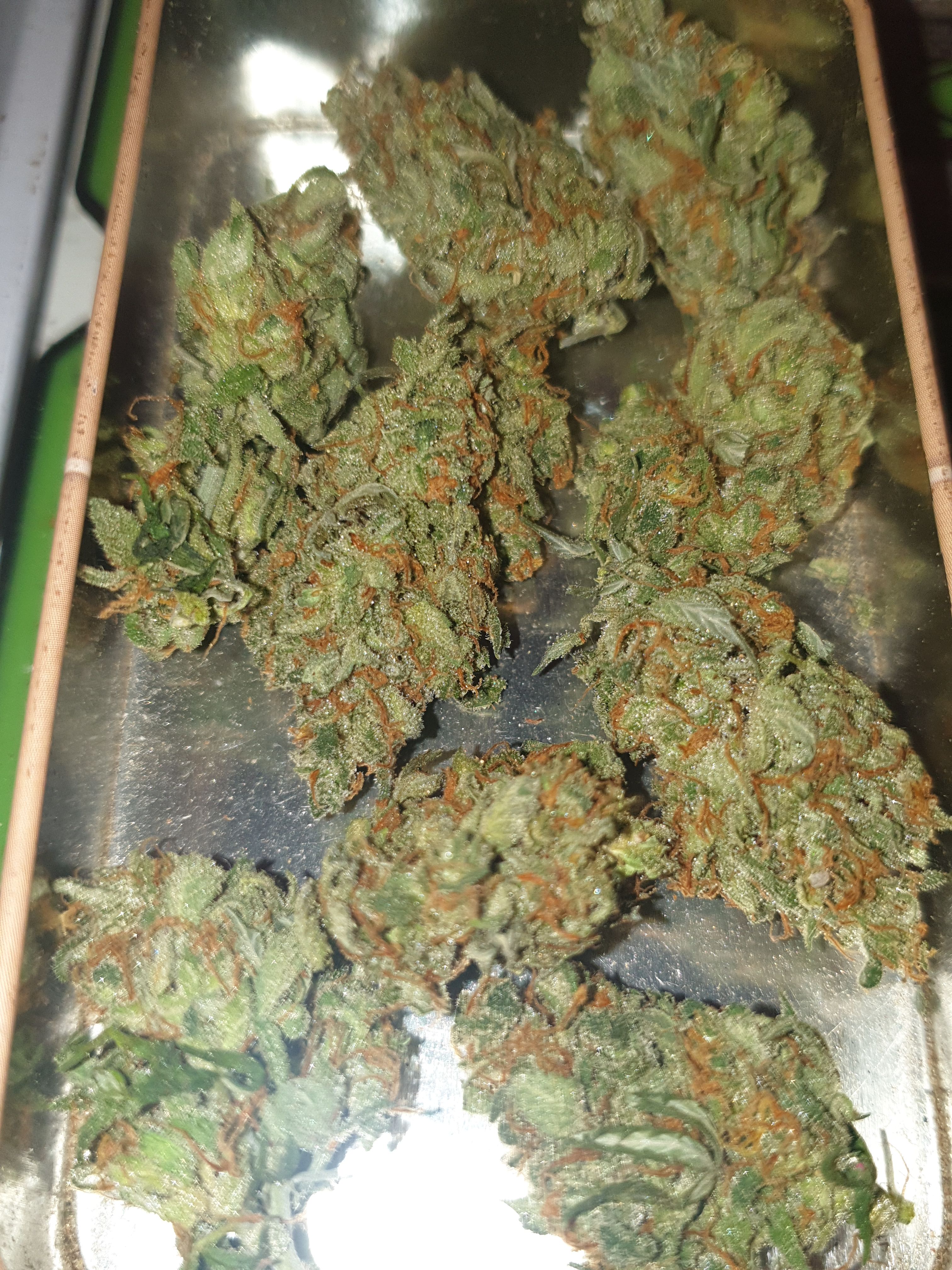 Straw banana 1 2024 growlog photo 50