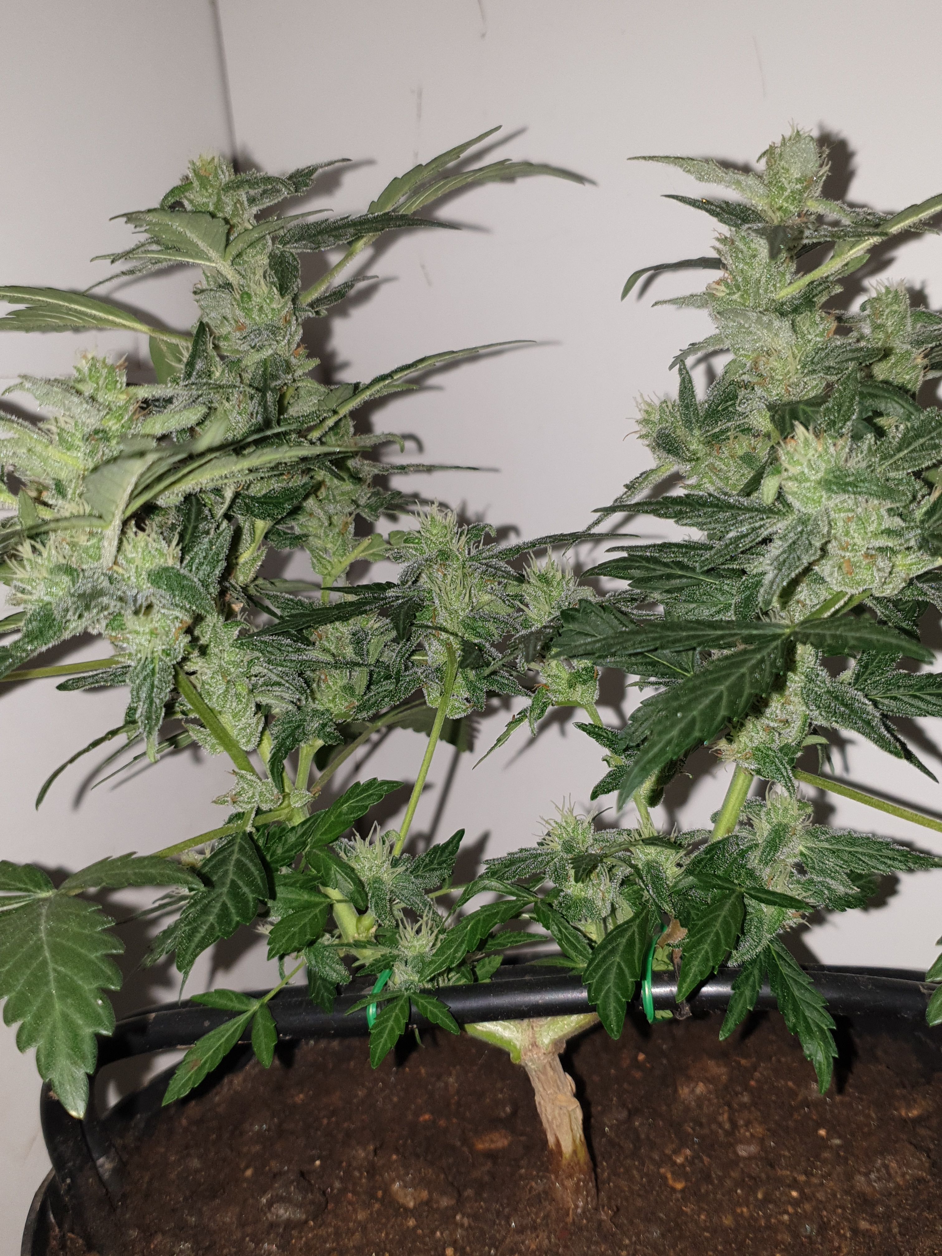 Cherry zoap 1 2024 growlog header