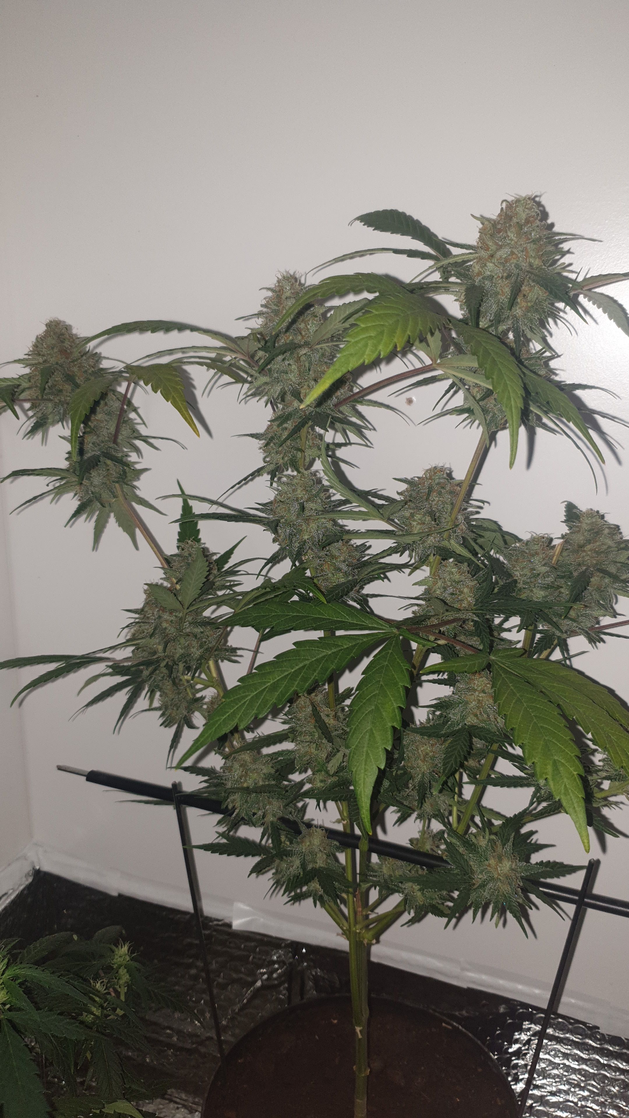 OG Cheese 1 2024 growlog photo 57