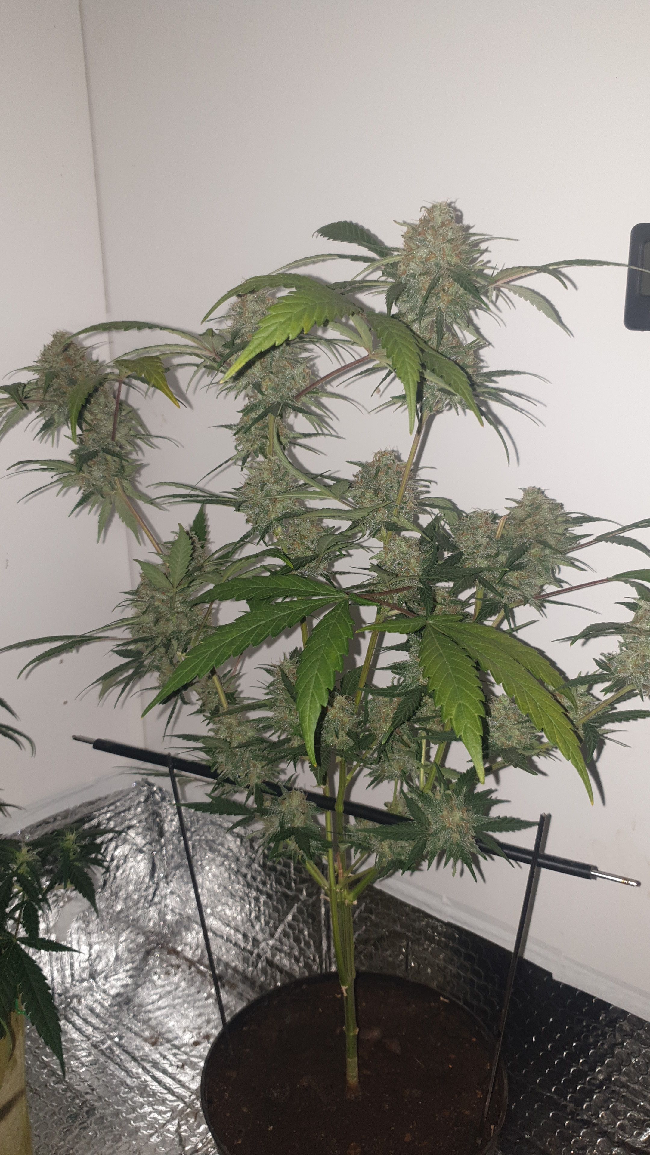 OG Cheese 1 2024 growlog photo 58
