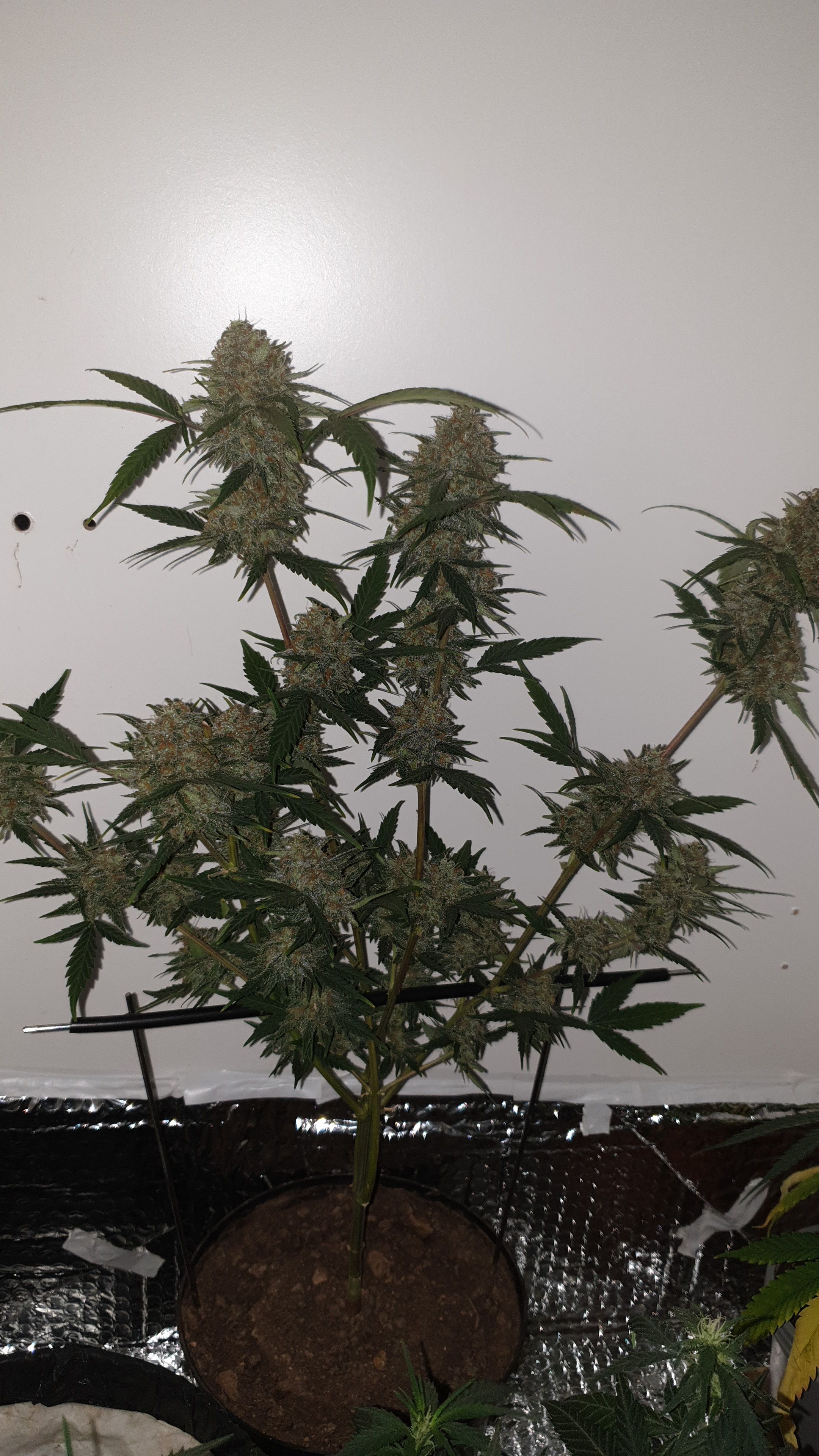 OG Cheese 1 2024 growlog photo 59