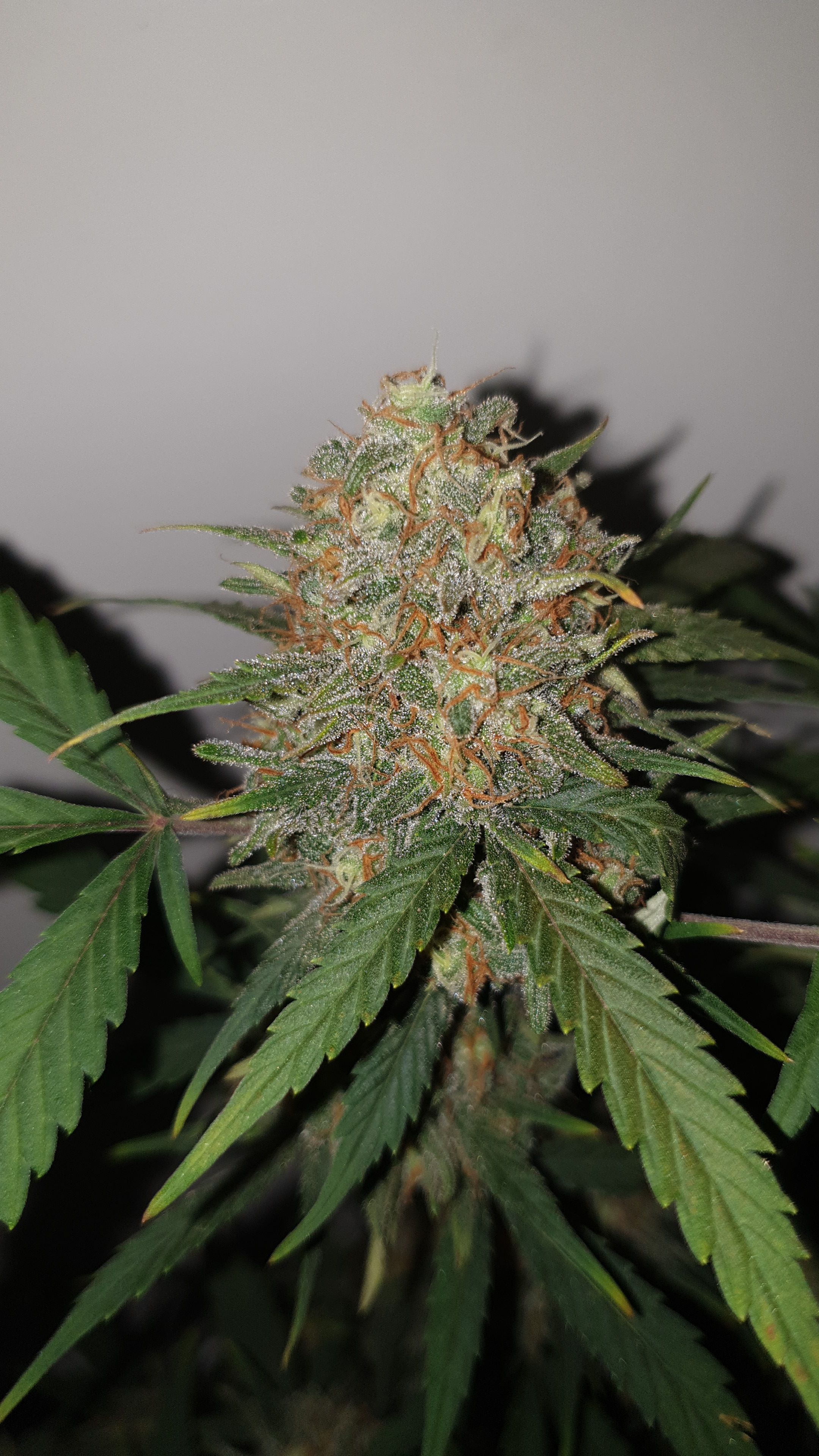 OG Cheese 1 2024 growlog photo 60