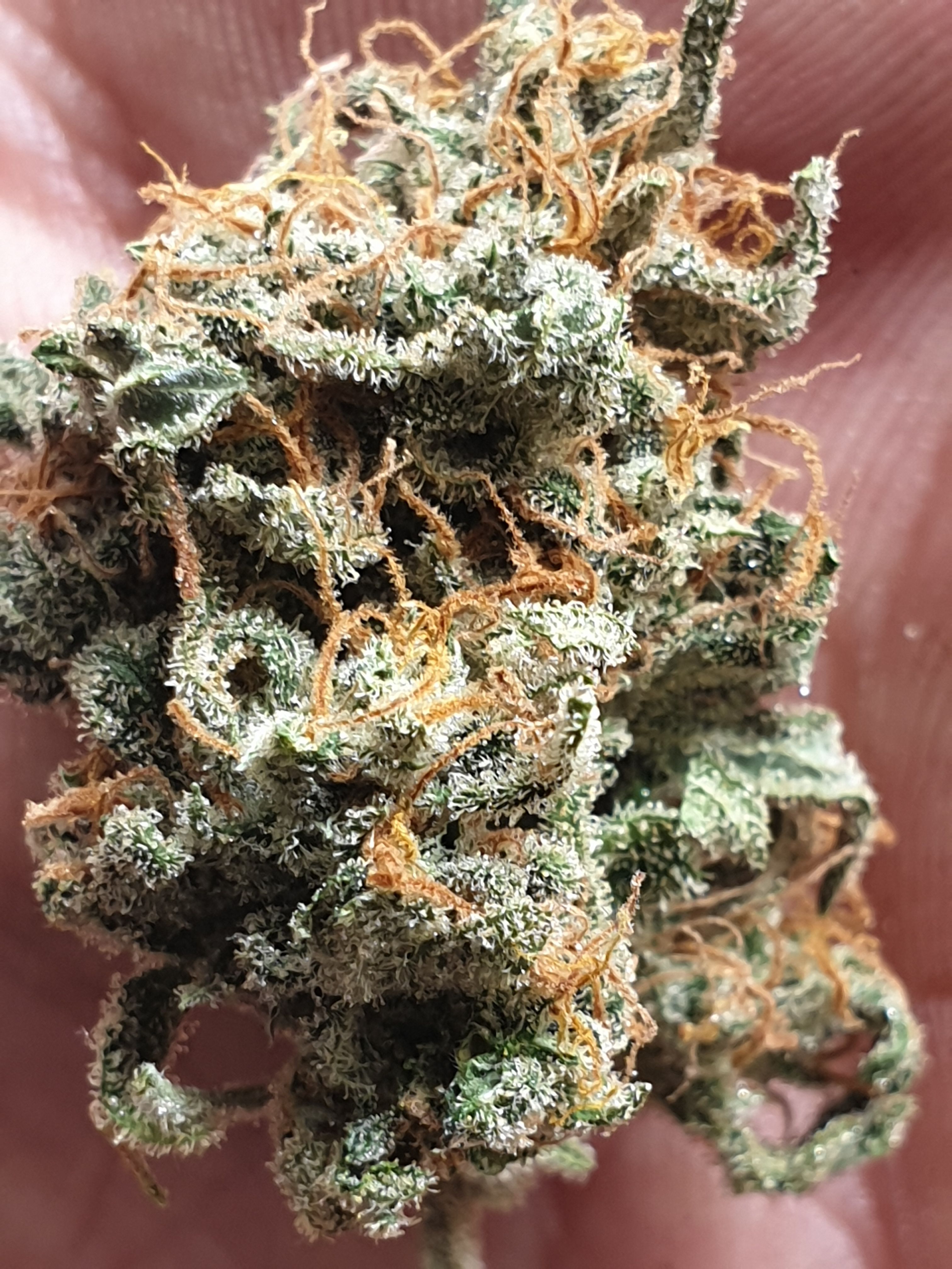 OG Cheese 1 2024 growlog photo 62