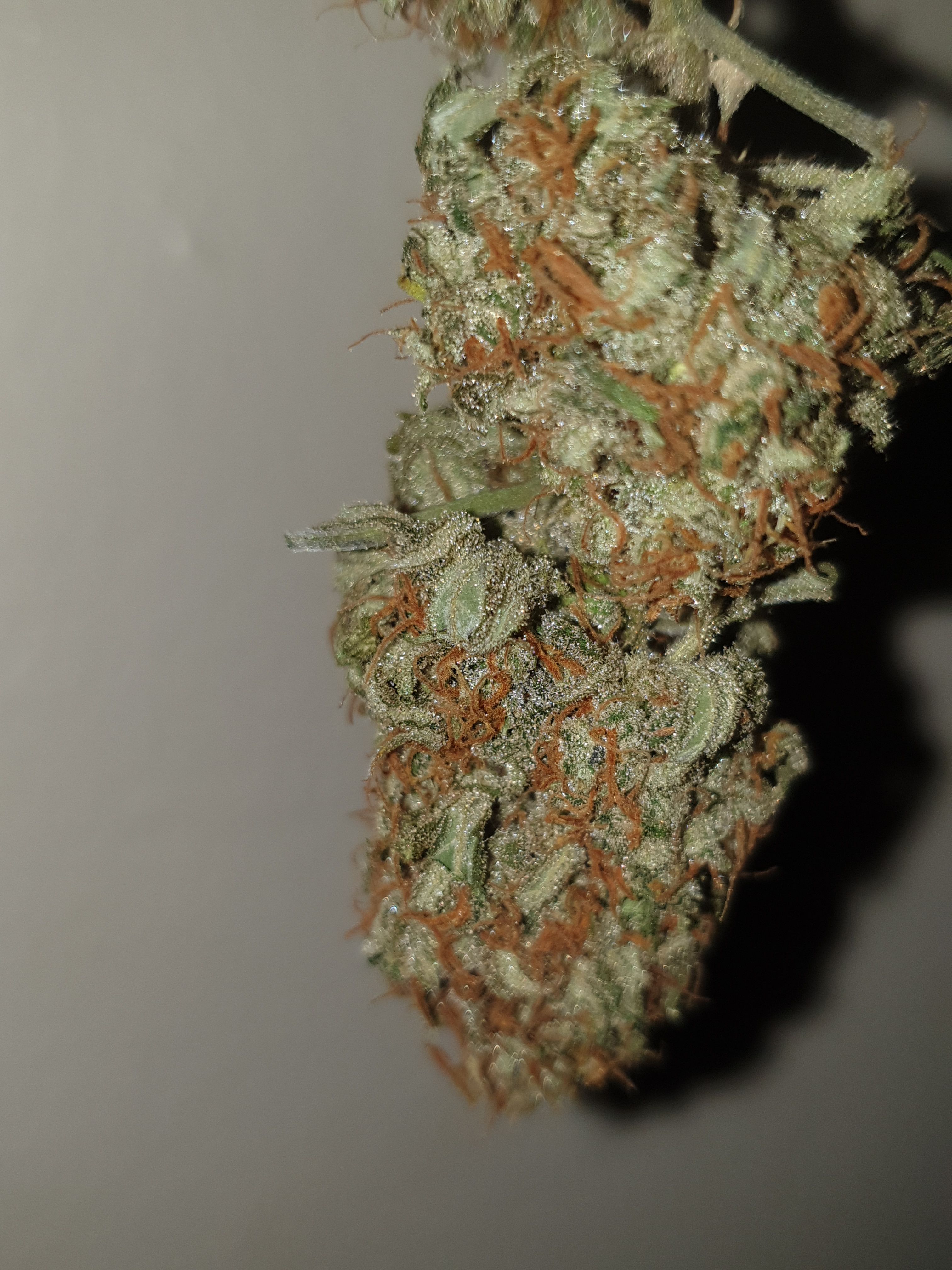 OG Cheese 1 2024 growlog photo 61