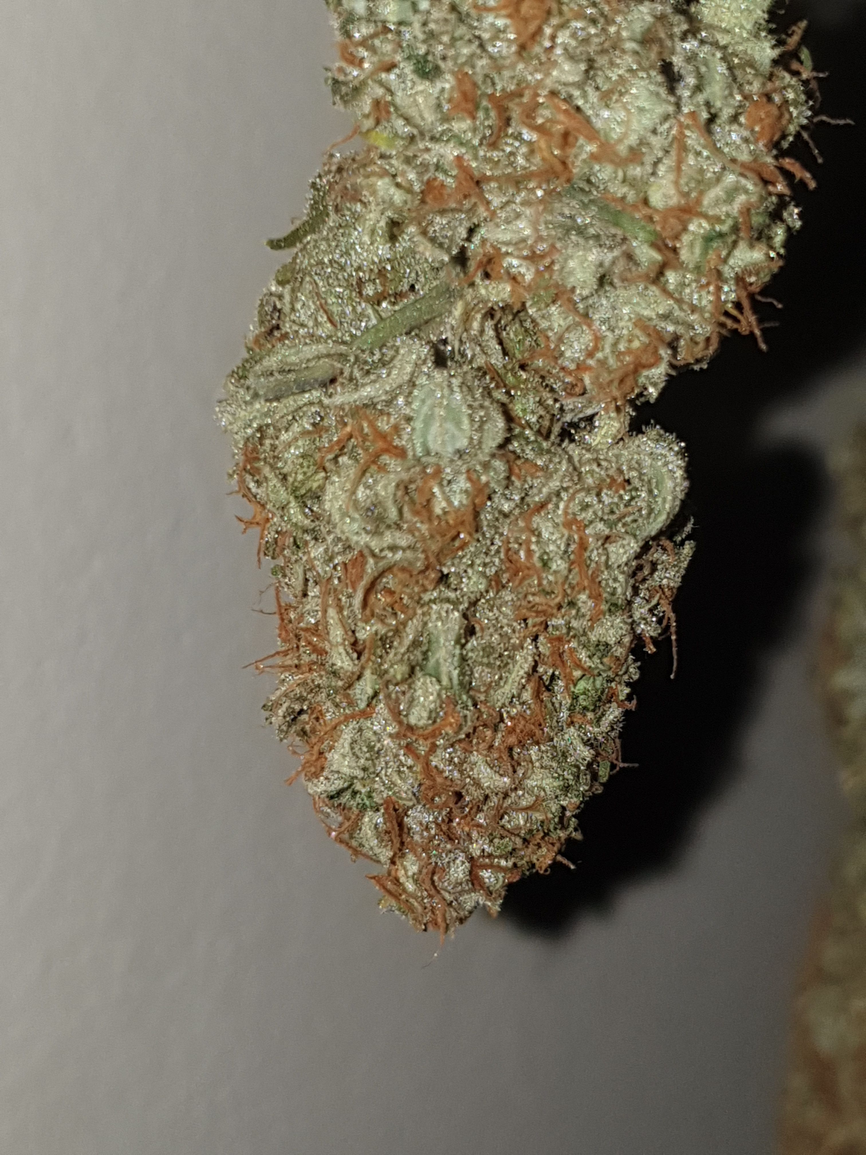 OG Cheese 1 2024 growlog photo 63