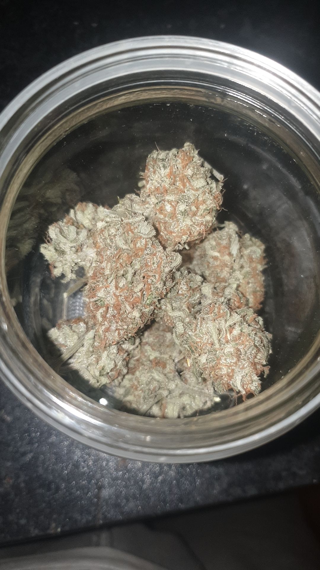 OG Cheese 1 2024 growlog photo 65