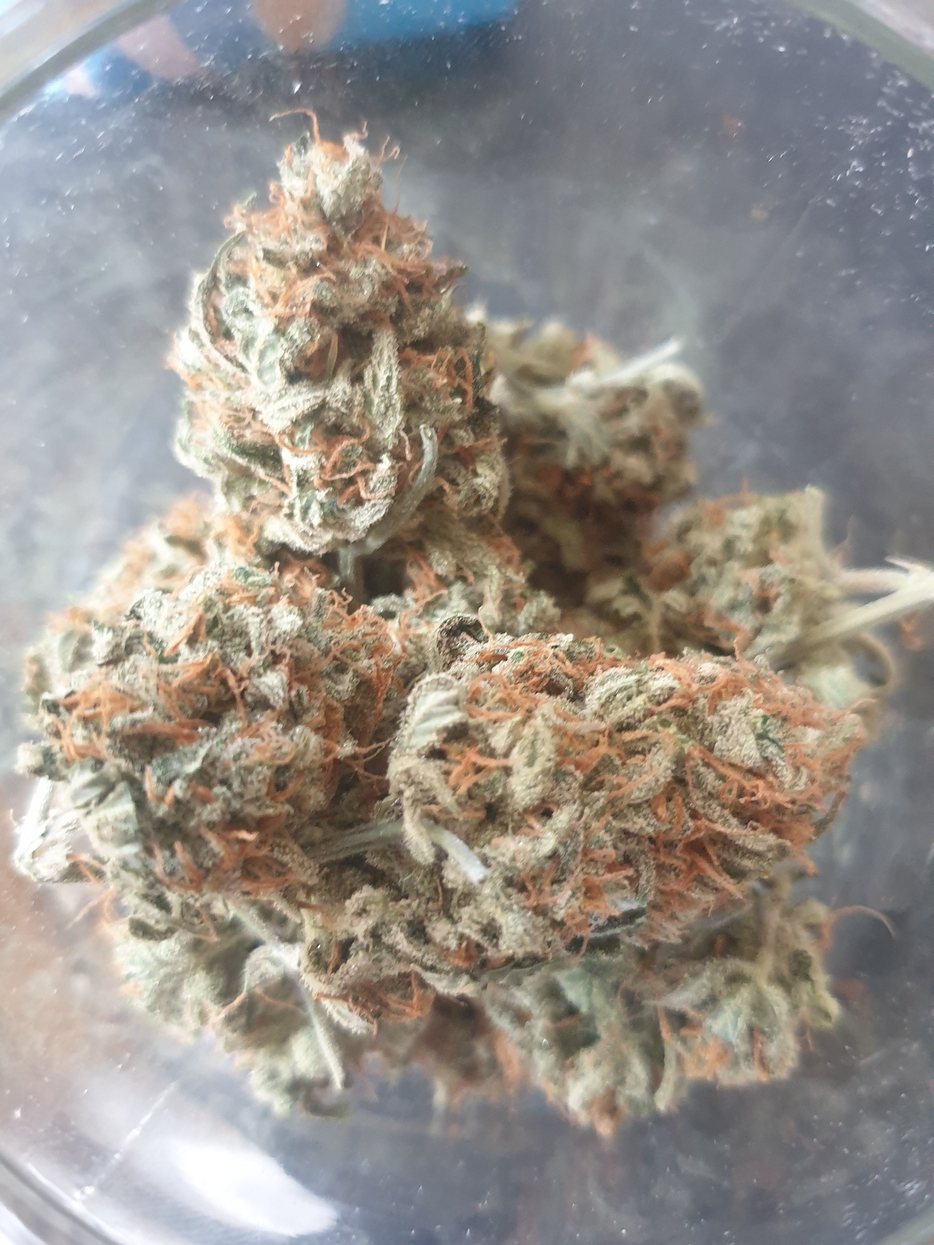 OG Cheese 1 2024 growlog photo 64