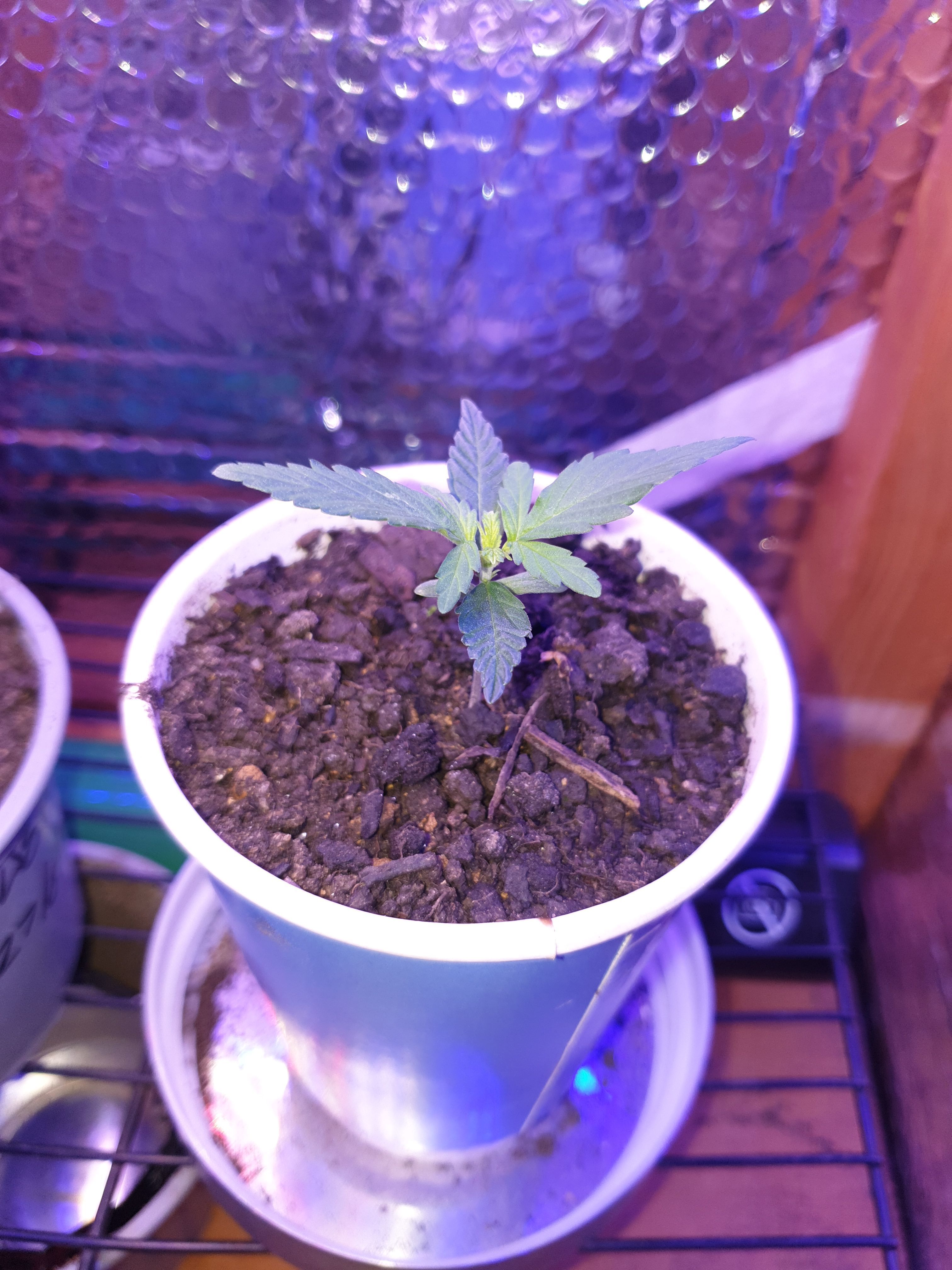 Amnesia 2 2024 growlog photo 8