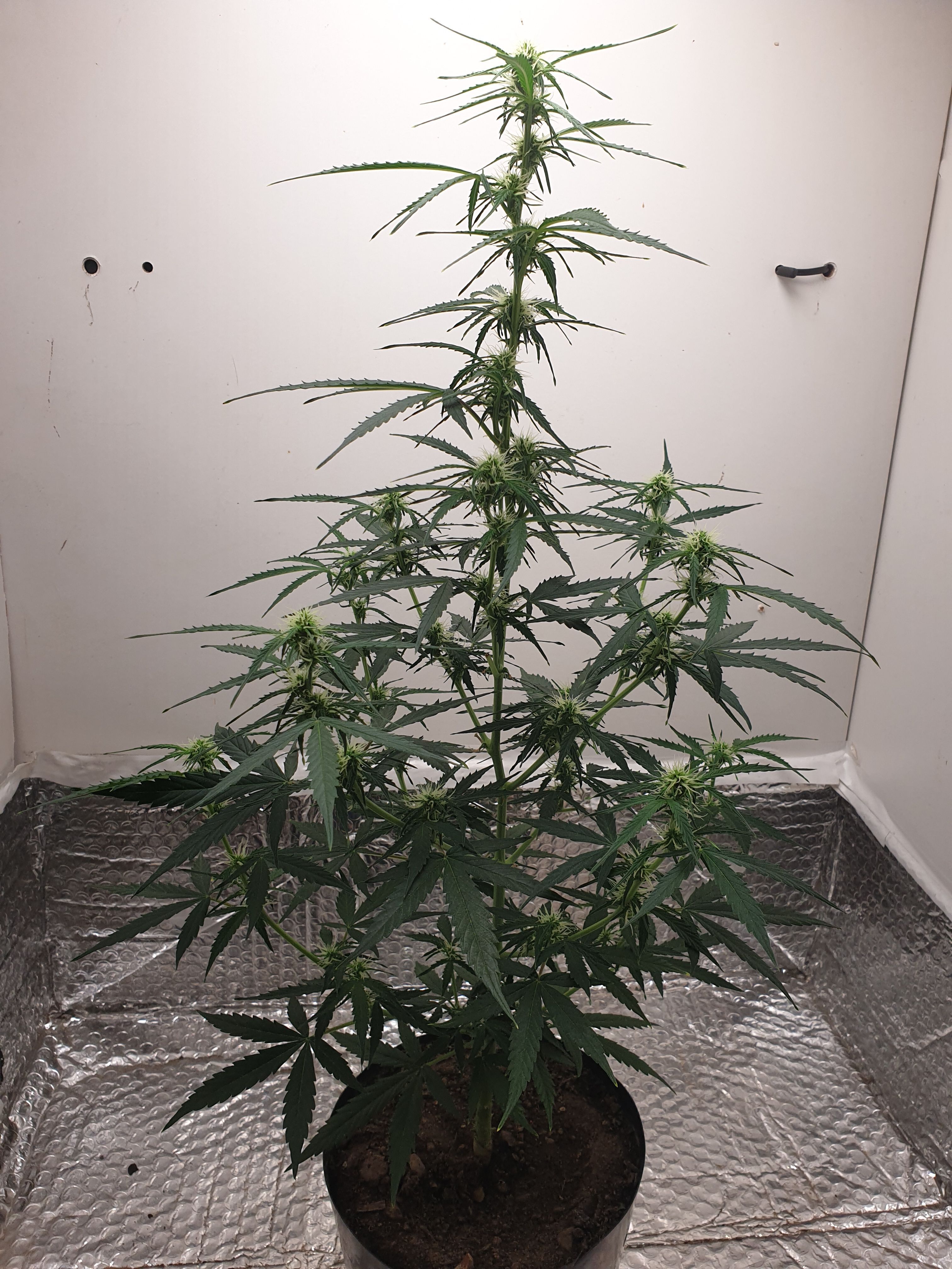 Amnesia 2 2024 growlog photo 6