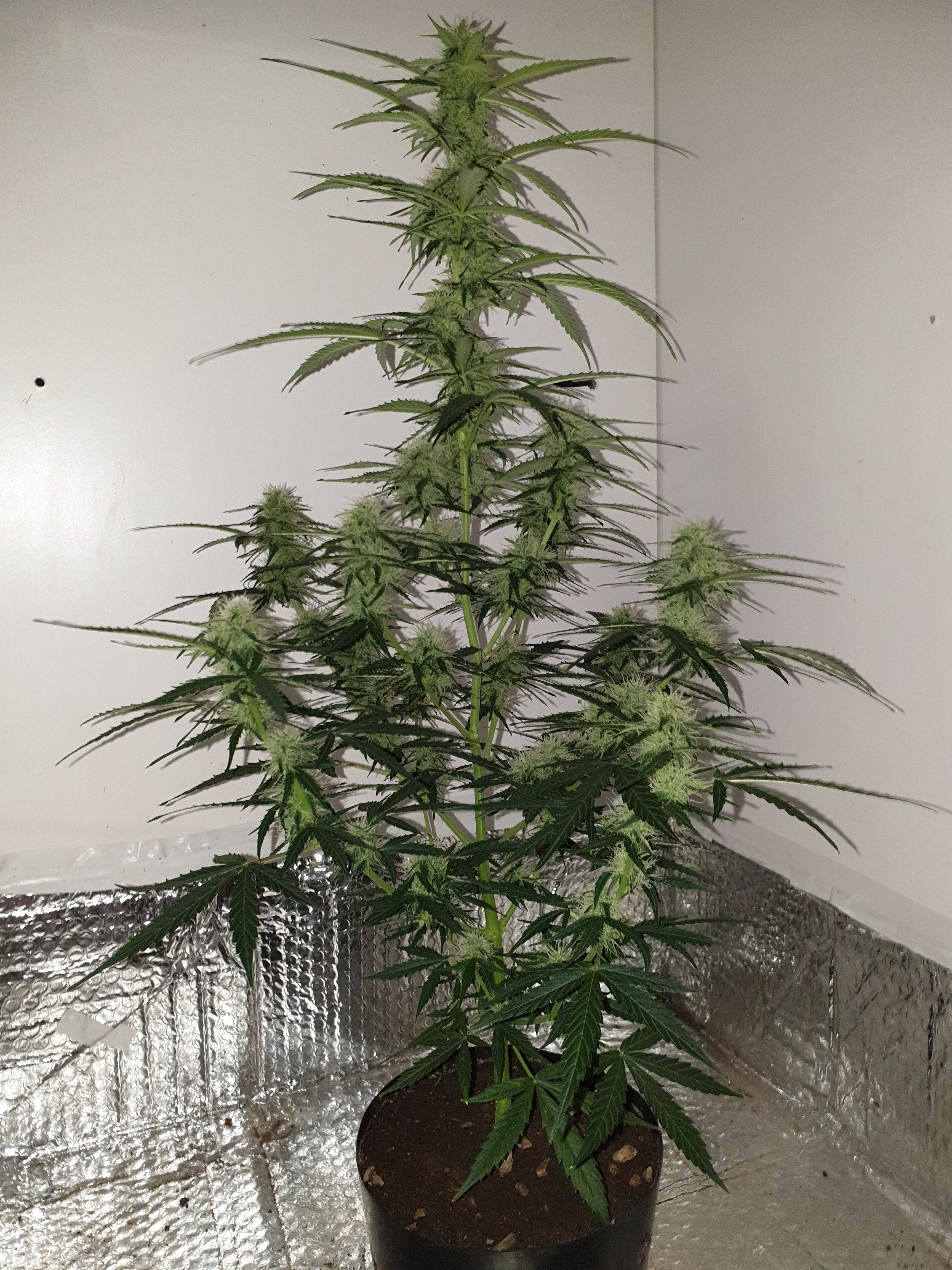 Amnesia 2 2024 growlog photo 7